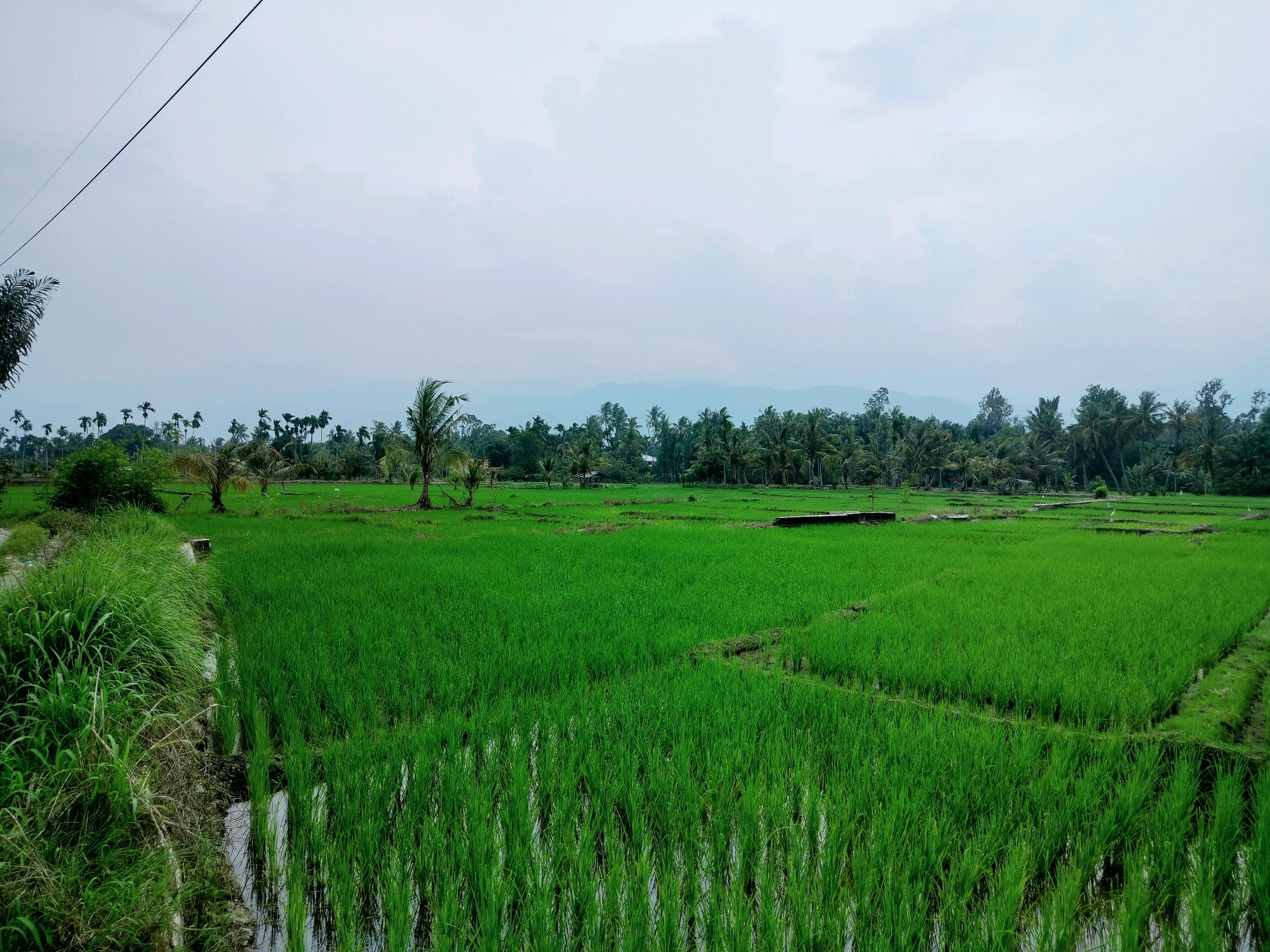 The image depicts a lush green rice paddy field in Lembahalas, Indonesia. The foreground is dominated by young rice plants submerged in shallow water, reflecting the overcast sky. To the left, a bank of tall, wild grass separates the paddy from a dirt path. In the middle ground and background, the landscape transitions to more mature rice fields interspersed with a dense line of palm trees and other tropical vegetation. A few scattered structures, possibly small huts, are visible amongst the trees. In the distance, a range of hazy mountains can be seen under a pale, cloudy sky. A single power line stretches across the upper left portion of the frame. There are no people or animals visible in the scene.