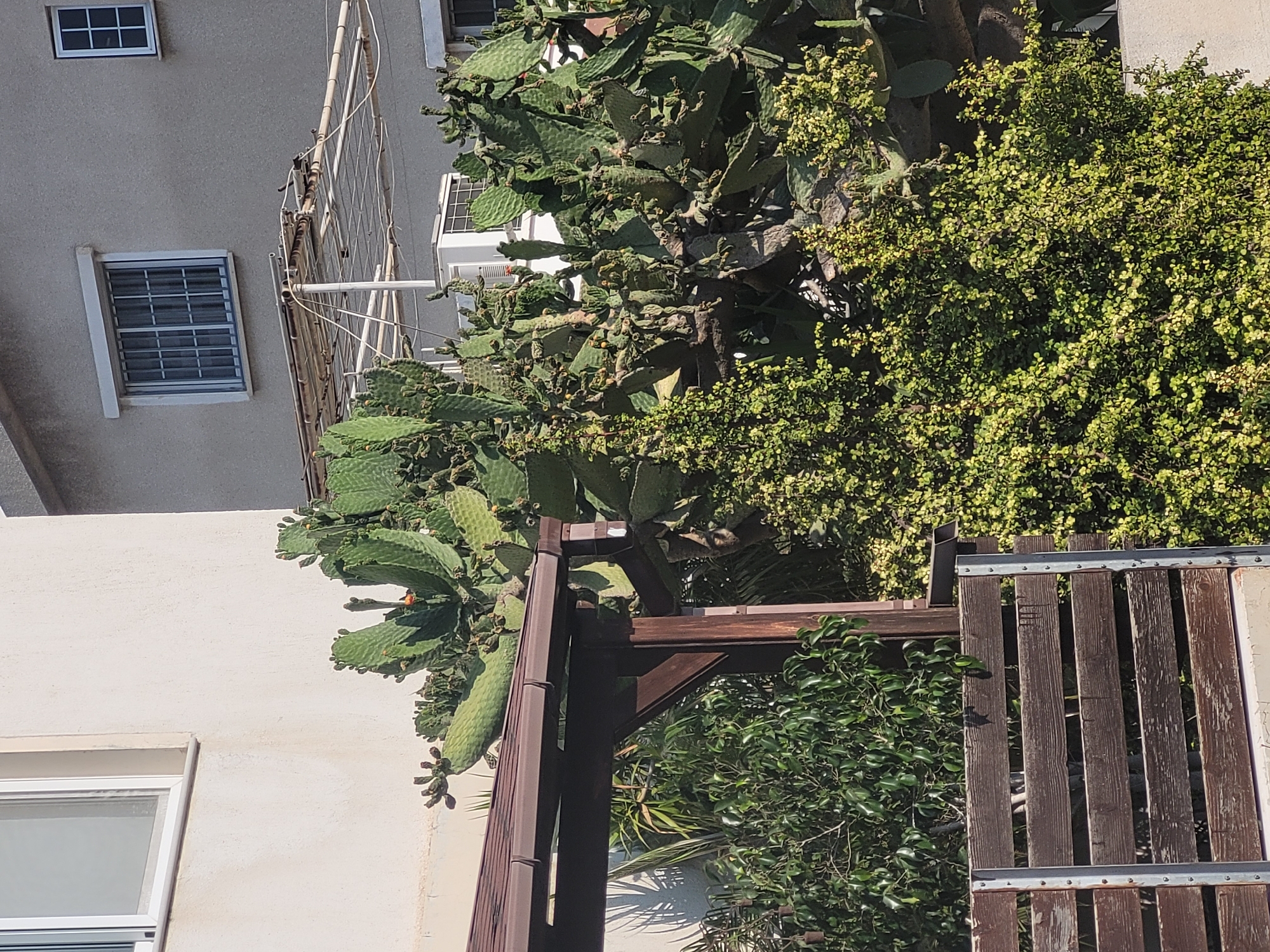 The image depicts a sunlit outdoor scene featuring lush greenery and architectural elements, likely in Limassol, Cyprus. In the foreground, a dark wooden fence with metal posts creates a boundary. Behind the fence, a large prickly pear cactus with numerous pads and some small orange flowers dominates the center of the frame. To the left of the cactus, a portion of a dark brown wooden pergola with a tiled roof is visible. Behind the pergola and cactus are dense green bushes and trees.
In the background, two buildings are visible. The building on the left has a light-colored, textured wall and a white-framed window. The building on the right, with a greyish-beige exterior, features several windows. One prominent window is covered with a metal security grate, and another smaller window is visible on the upper right. Above the prickly pear cactus and behind the buildings, a white metal structure, possibly a clothes drying rack or a sunshade, is present. A white air conditioning unit is also visible mounted on the grey building. The overall impression is a residential outdoor area, characterized by drought-tolerant vegetation and typical Mediterranean architecture.
