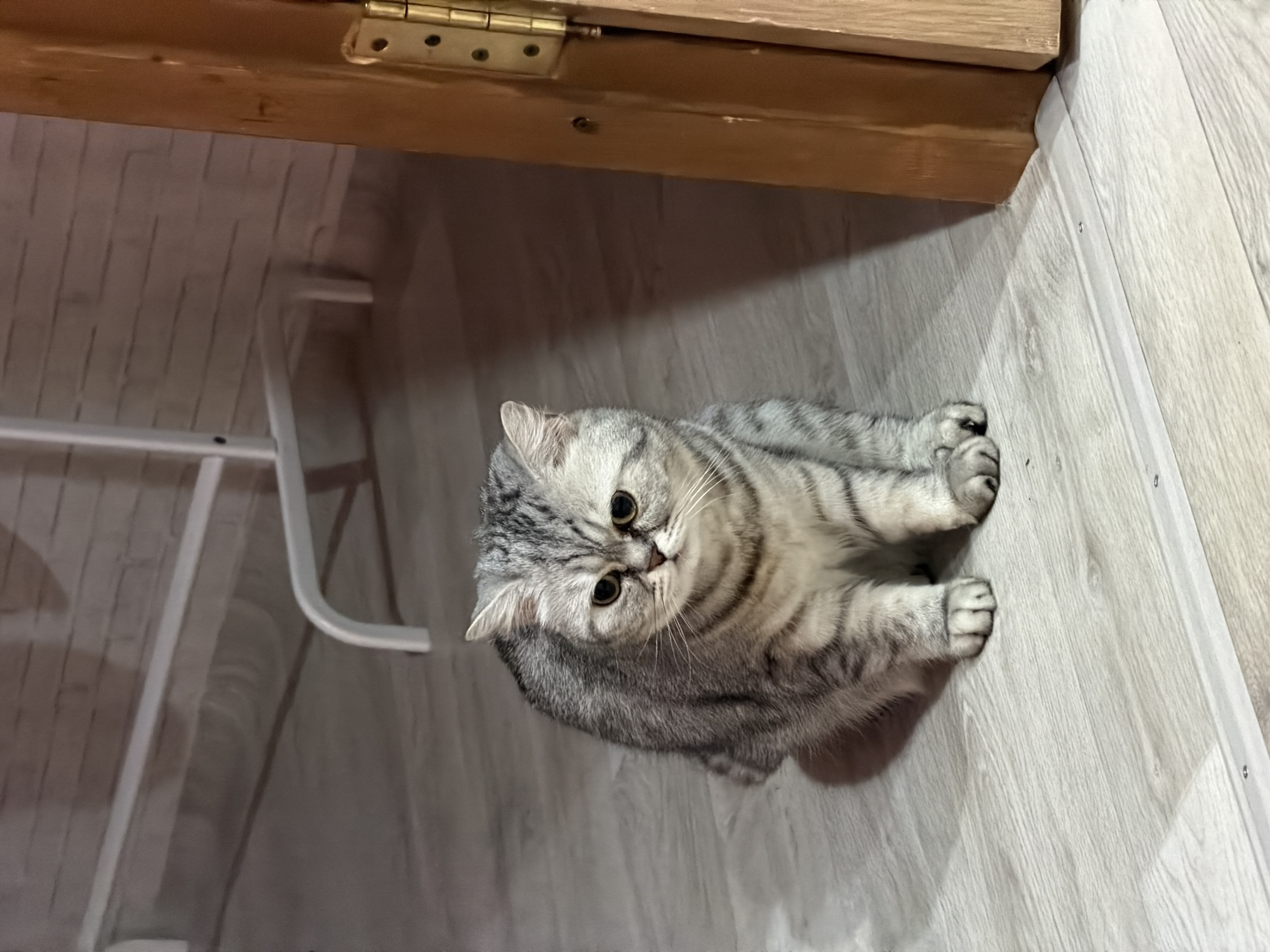 A gray tabby cat sits on a light gray, wood-patterned floor. A white metal chair frame is visible in the background. A wooden table with brass hinges is located above the cat. The scene is indoors. The location is Chaikovsky, Russia.