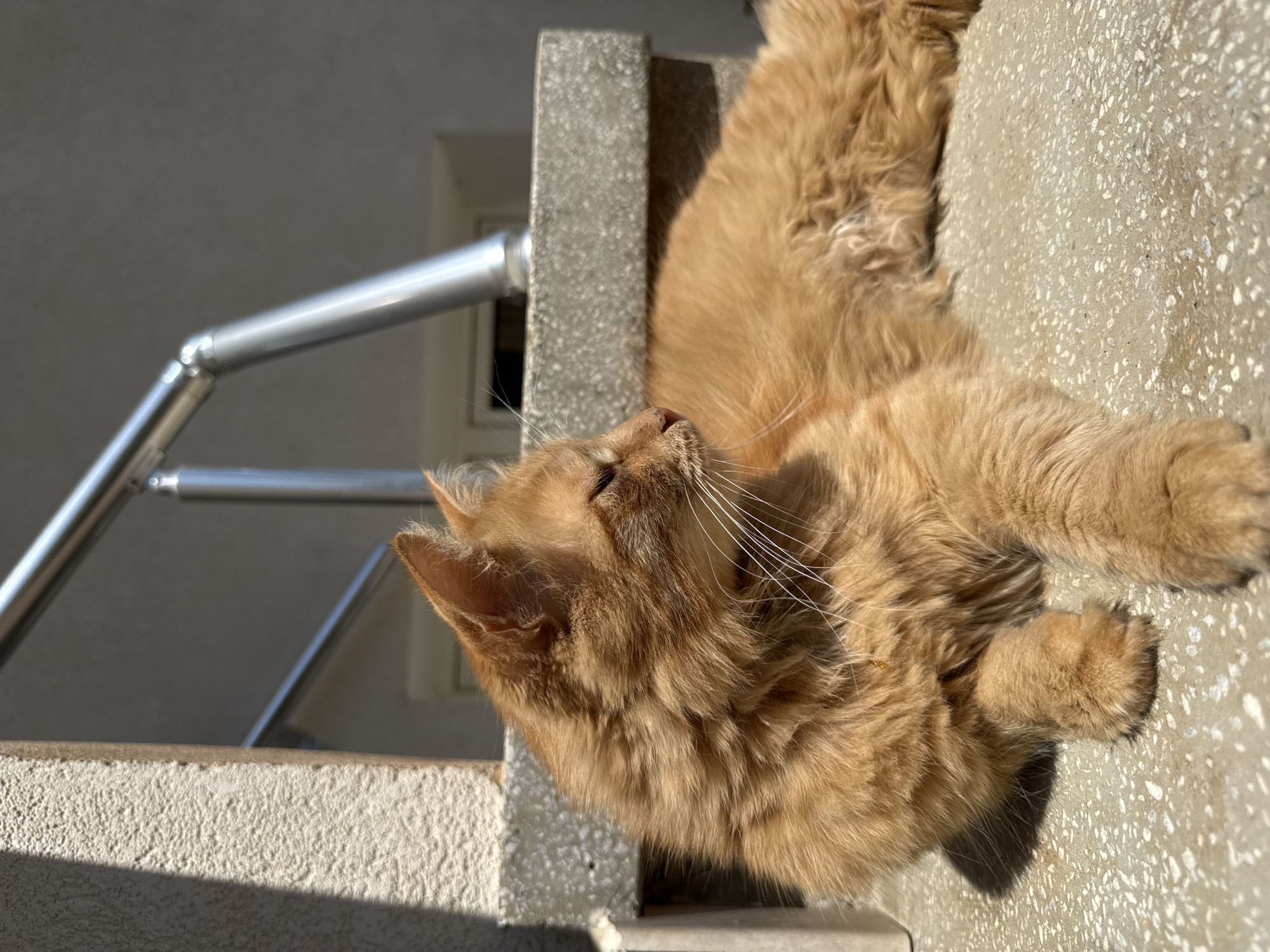 A ginger cat is lying on a concrete surface next to a metal railing. The location appears to be outdoors, likely on a balcony or a patio, judging from the railing and the architectural elements in the background. The cat is positioned close to the edge of the surface, with its body extended and its head slightly raised. The background includes a building facade with a window. It is daytime, and the scene is well-lit by sunlight. The image was taken in Berkovitsa, Bulgaria.