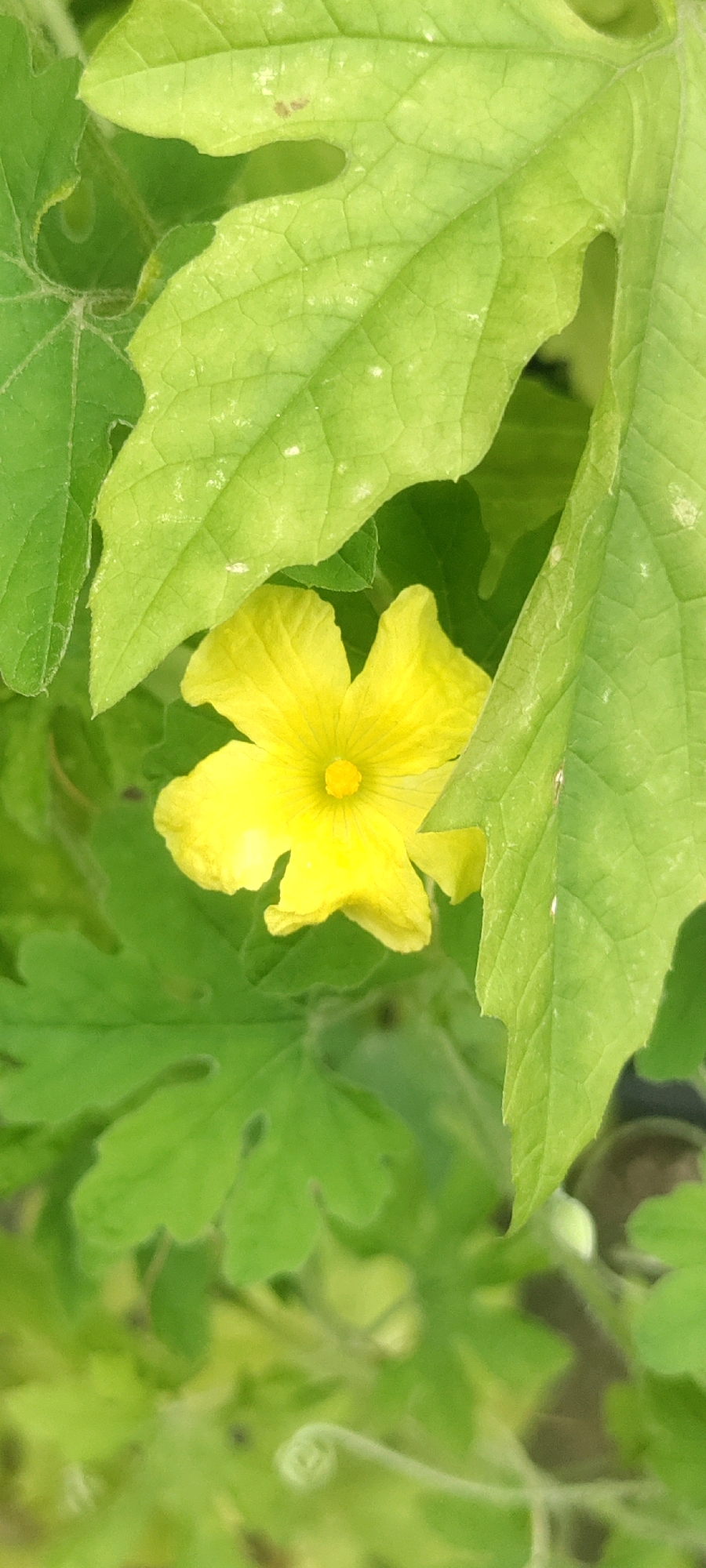 A close-up, vertical shot showcases a bright yellow flower nestled among vibrant green leaves. The flower, with its five delicate petals and a prominent yellow stamen, is the central focus. The leaves surrounding it are broad and deeply veined, some with irregular edges and a few small, white speckles. The background is softly blurred, suggesting a natural outdoor setting, possibly a garden or a park. The image was taken in Metropolitan Corporation Rawalpindi, Pakistan.