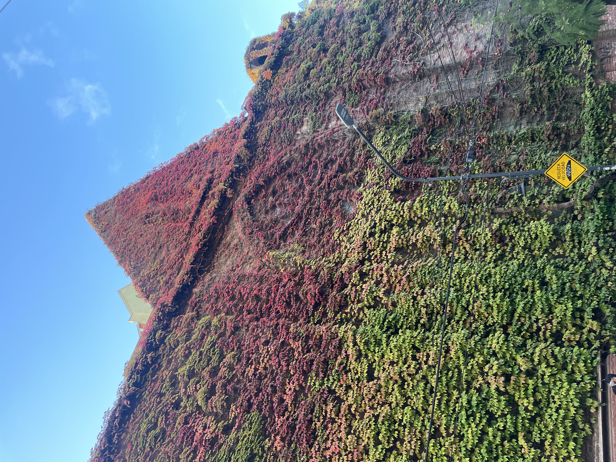 An outdoor scene is captured at an upward angle, dominated by a tall building wall almost entirely covered in dense climbing plants. The image, which appears to be a rotated portrait shot presented in landscape format, shows a bright blue sky with a few wispy white clouds occupying the left side. The extensive vegetation on the wall transitions in color, displaying vivid green leaves on the lower right portion, gradually shifting to reddish-brown and deep crimson towards the upper left, indicating seasonal change.
A modern, dark-colored street light fixture extends from the wall near the center of the frame, with its arm pointing towards the left. Below the light, several black electrical and communication wires run vertically and diagonally across the ivy-covered surface. On the right side of the wall, a prominent yellow diamond-shaped road sign is visible, attached to a pole. The sign displays the Spanish text "REDUZCA VELOCIDAD" (Reduce Speed) and "MAX". In the far upper left corner, a small section of a light-colored roof from another building is visible beyond the ivy.
The scene is brightly lit by natural sunlight, suggesting it is daytime with clear weather. There are no people visible, and no specific activity or event is taking place. The Spanish text on the road sign is a clear location cue, consistent with the provided context of Vicente López, Argentina.