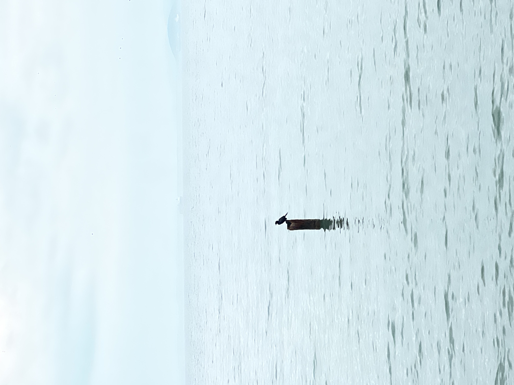 A bird stands on a log in the water. The location is Burgas, Bulgaria.