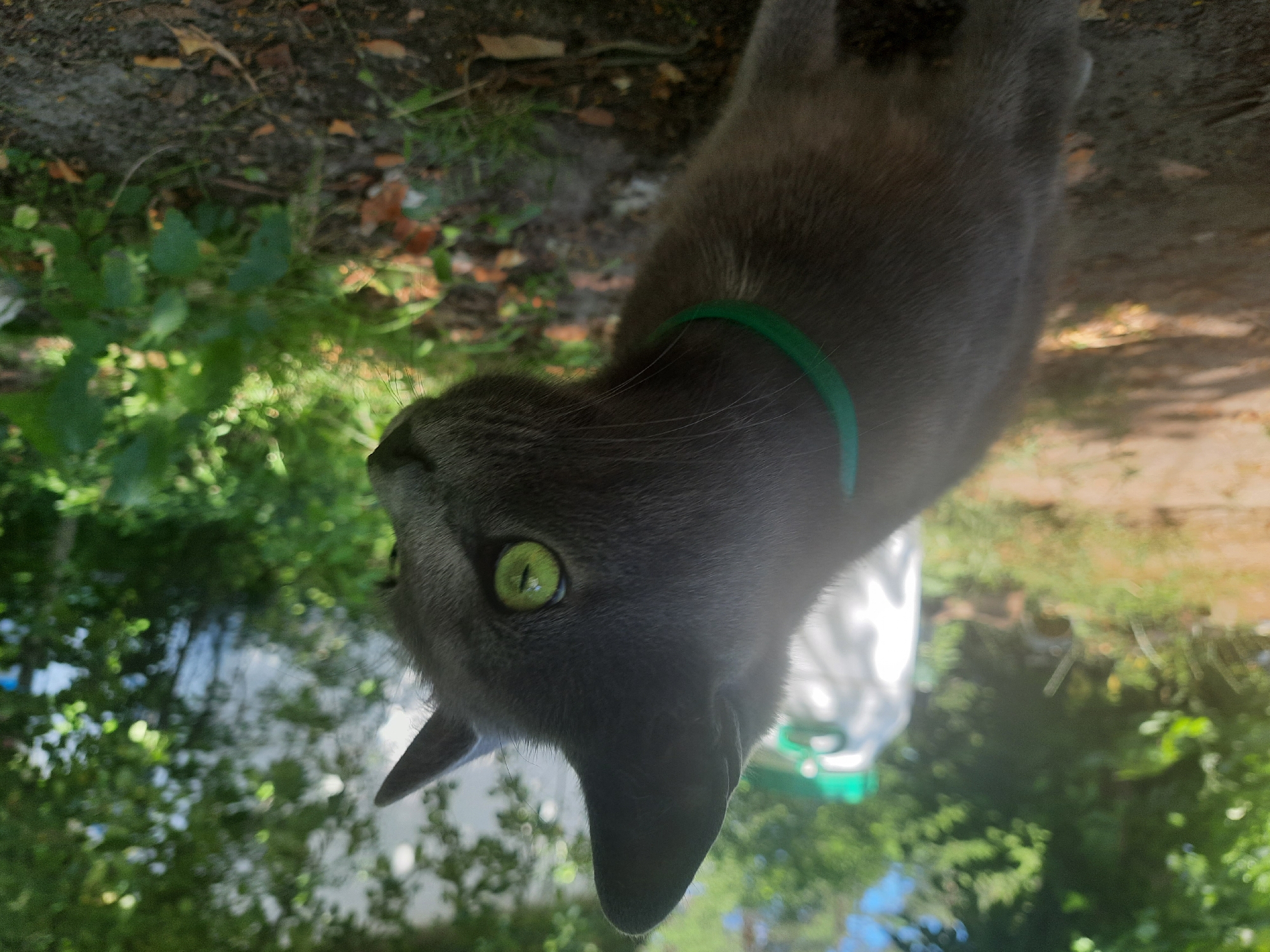 A close-up, eye-level shot captures a short-haired gray cat with bright green eyes, wearing a thin green collar. The cat is positioned on the right side of the frame, looking to the right. Its ears are pointed upwards. The background is blurred, featuring lush green foliage, trees, and some white objects, possibly containers. The ground in the foreground is dirt with scattered leaves. The lighting suggests an outdoor setting during the day. The overall scene appears to be a residential area or a backyard in Liubakhy, Ukraine, given the hint.