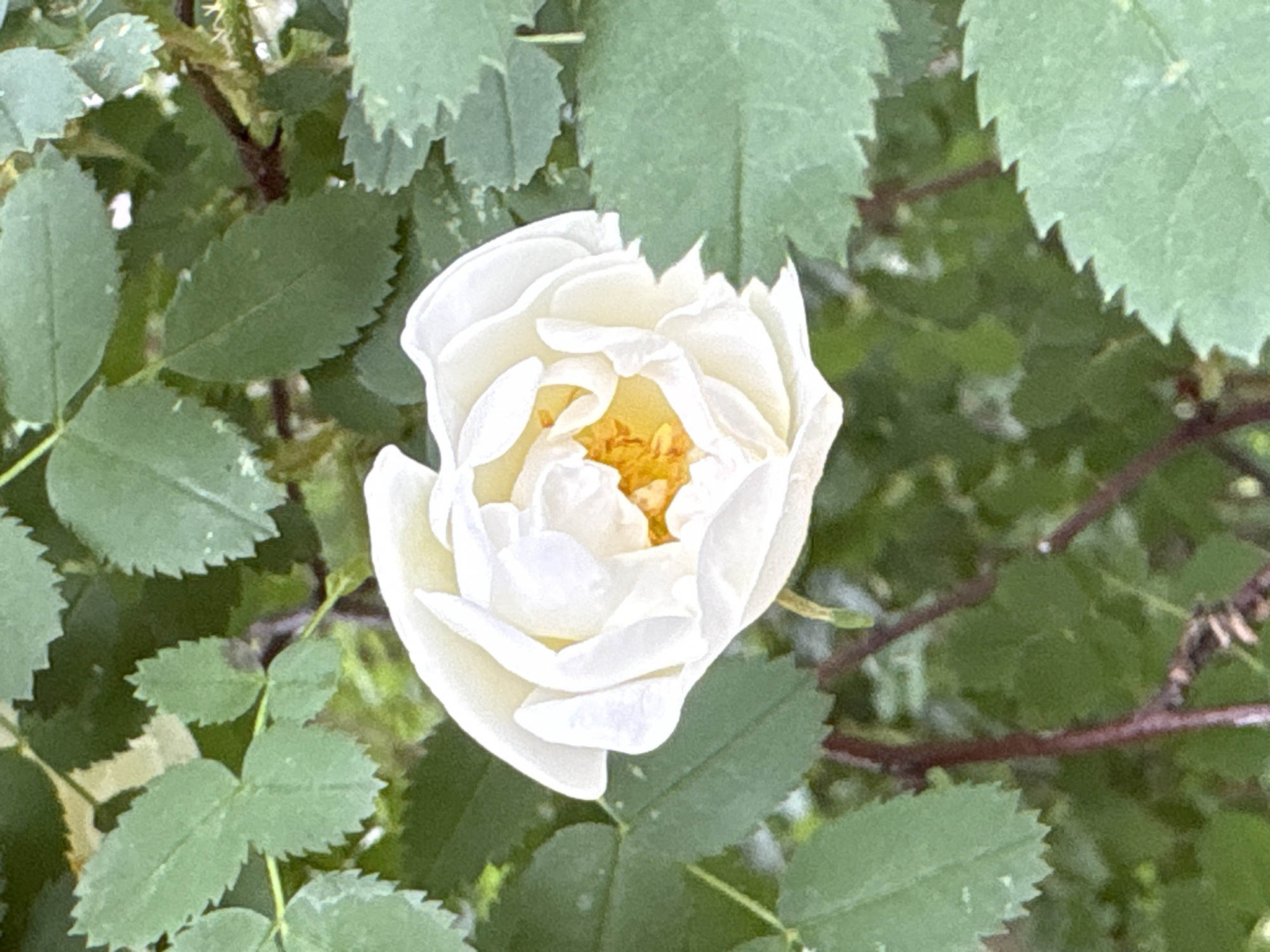 A white rose is blooming among green leaves and thorny branches in Saint Petersburg, Russia. The rose is in full bloom, with delicate white petals unfurling around a vibrant yellow center. The surrounding leaves are a deep green, some appearing slightly aged with brown spots. Thorny branches, reddish-brown in color, weave through the foliage, adding texture and a hint of wildness to the scene. The background is a soft blur of green, suggesting other foliage and a natural, outdoor setting within the city.
