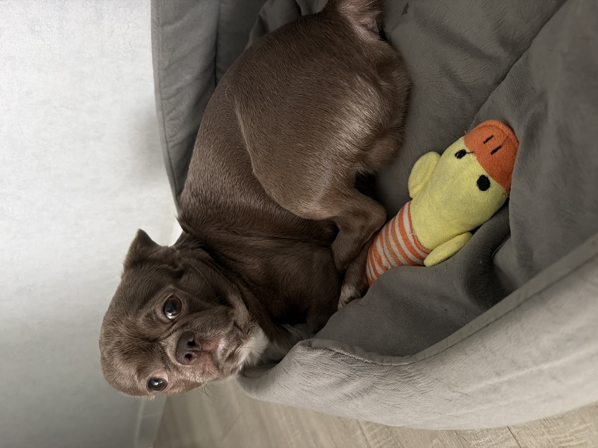 A small, brown Chihuahua lies curled in a gray, plush dog bed. The dog is positioned on its side, with its head tilted up towards the viewer, revealing its large eyes and muzzle. Next to the dog, within the bed, is a yellow and orange striped plush toy. The bed itself appears to be against a wall, possibly in an indoor setting. The image does not reveal the city of Votkinsk, Russia.
