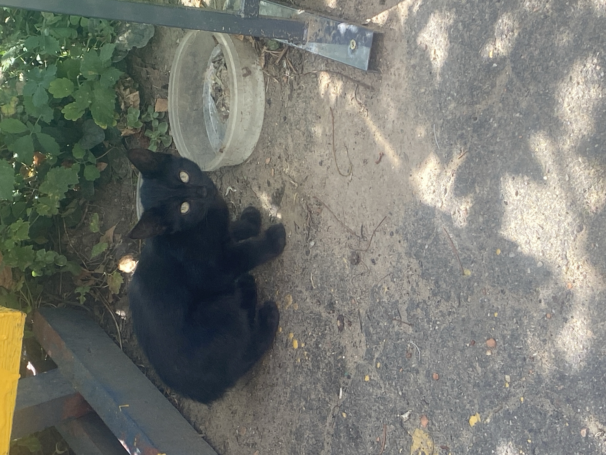 A young black cat is sitting on the ground next to a clear plastic bowl filled with dry leaves and debris. The cat is facing the viewer with its front paws tucked underneath its body. Its eyes are wide open and yellow. Behind the cat is a patch of green foliage. To the left of the cat is a blue metal structure painted with yellow and red accents. To the right of the bowl is a vertical dark metal pole. The ground is a mixture of dirt, gravel, and small stones, with patches of sand and scattered leaves. The scene appears to be outdoors, possibly in a park or backyard. The presence of the cat and the bowl suggests it may be a domestic animal or a stray being fed. The overall environment is shaded, with dappled sunlight falling on the ground. The image does not provide any specific indicators of the city of Krupki, Belarus, other than what is stated in the prompt.