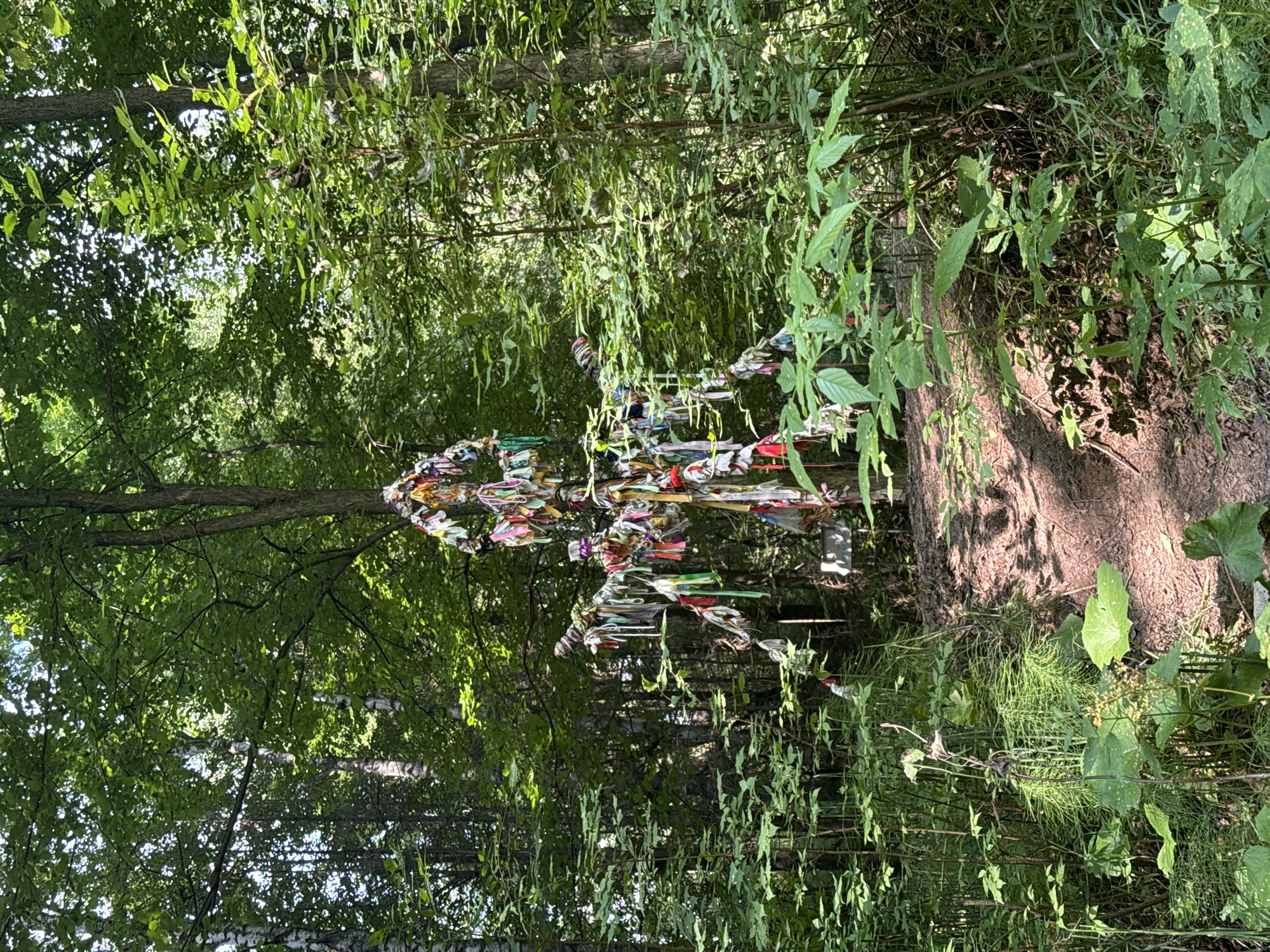 The image depicts a natural scene in a forest, likely during daytime with a mix of sunlight and shade filtering through the dense green foliage. The orientation of the image is rotated 90 degrees clockwise.
The central subject is a tall, textured tree trunk on the right side of the frame. Adorning the tree and some nearby branches is a collection of colorful ribbons or strips of fabric, creating a visually striking, almost artistic display against the natural backdrop. These ribbons are tied to the tree in a way that suggests a ritualistic or symbolic purpose, possibly related to local traditions or beliefs.
The surrounding environment is lush and green, with various types of trees and undergrowth. The leaves are vibrant, indicating a healthy ecosystem. The sunlight creates dappled patterns on the ground and tree bark, suggesting a pleasant day. The presence of the ribbons implies a location that is visited or considered significant, possibly a sacred grove or a place of worship. No people are visible in the image. There is no visible text. The overall impression is one of nature's beauty enhanced by human cultural expression.