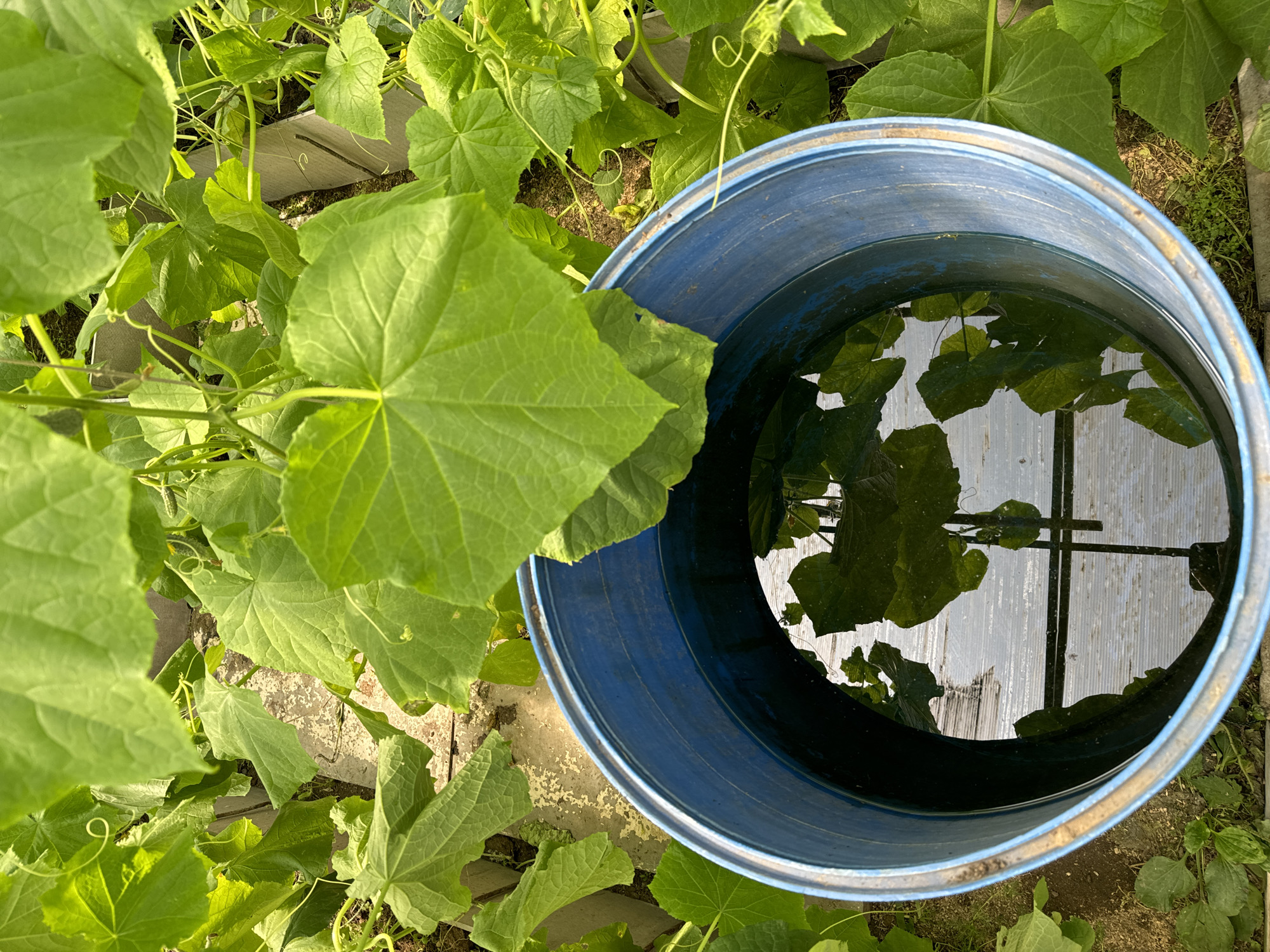 In a greenhouse, a close-up shot captures a blue plastic barrel filled with water, reflecting the surrounding lush green cucumber plants. The plants, with their large, heart-shaped leaves and delicate tendrils, are abundant and healthy, indicating a well-maintained growing environment. The water in the barrel appears clear, with ripples on its surface. The overall scene suggests a focus on horticulture and water management for crop cultivation. The location in Chernoistochinsk, Russia, implies a context where controlled agriculture might be employed due to climatic conditions.