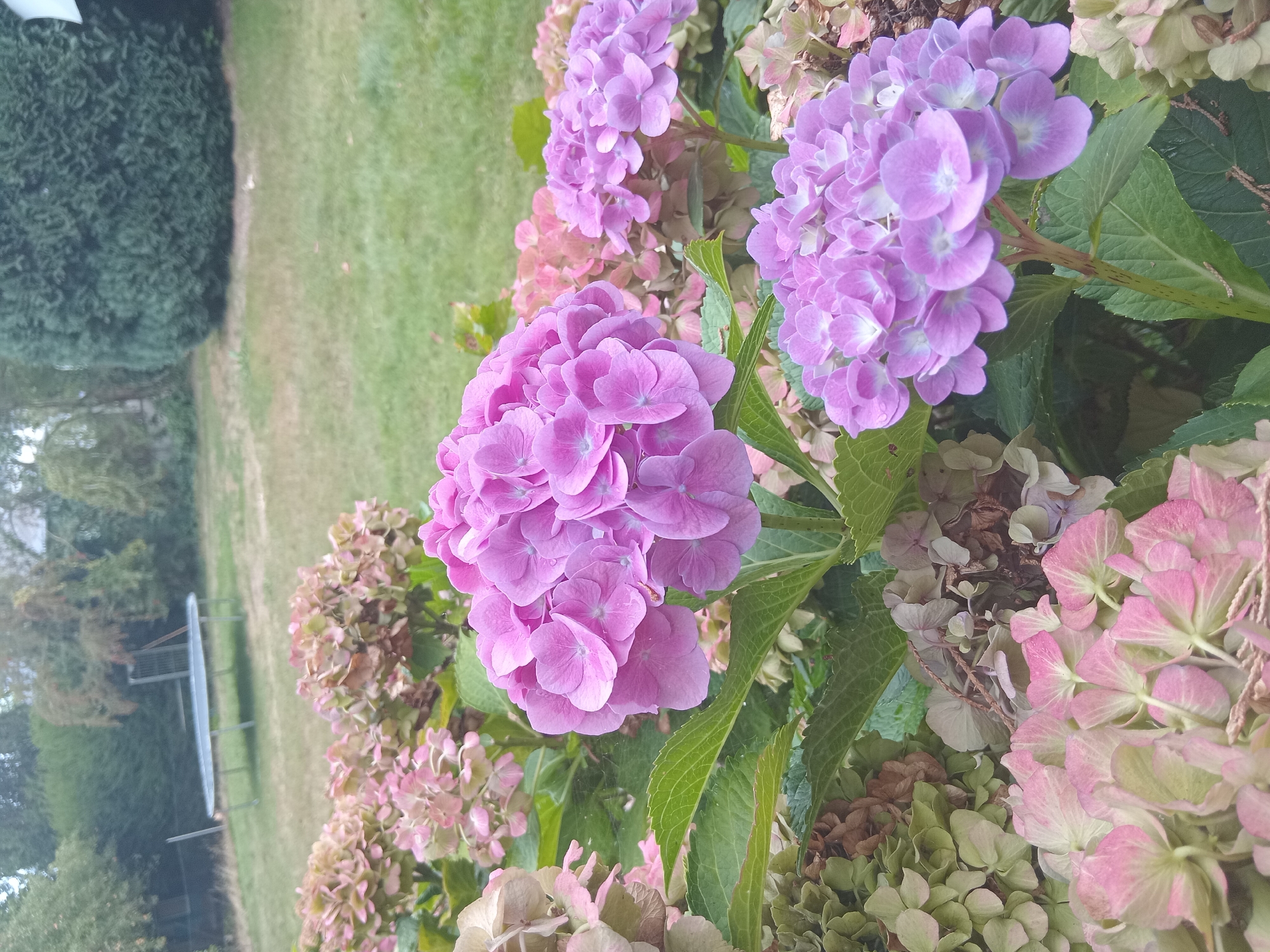 The image shows a cluster of pink and purple hydrangeas in the foreground, with green leaves. In the background, a grassy yard with a trampoline and trees can be seen. The scene is likely located in a residential backyard in Weißenthurm, Germany. There are no people visible in the image. The hydrangeas appear to be in bloom, with some flowers showing signs of drying out and changing color. The overall impression is of a peaceful, natural setting.