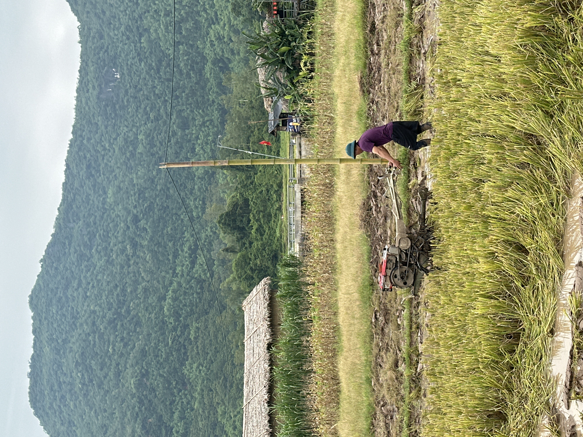 A farmer, wearing a purple shirt and a green hat, operates a red and silver tiller in a muddy rice paddy in Mai Chau, Vietnam. The farmer is pushing the tiller forward, churning the wet earth. The foreground is filled with cut rice stalks lying in the water, with muddy patches and some standing water. In the midground, there are fields of green crops and dry corn stalks. Behind the fields, a traditional thatched-roof house and other structures with thatched roofs are visible, along with a bamboo pole with a red flag. In the background, a lush, green, forested mountain slopes upward, with a slightly overcast sky. The scene depicts agricultural work in a rural setting.