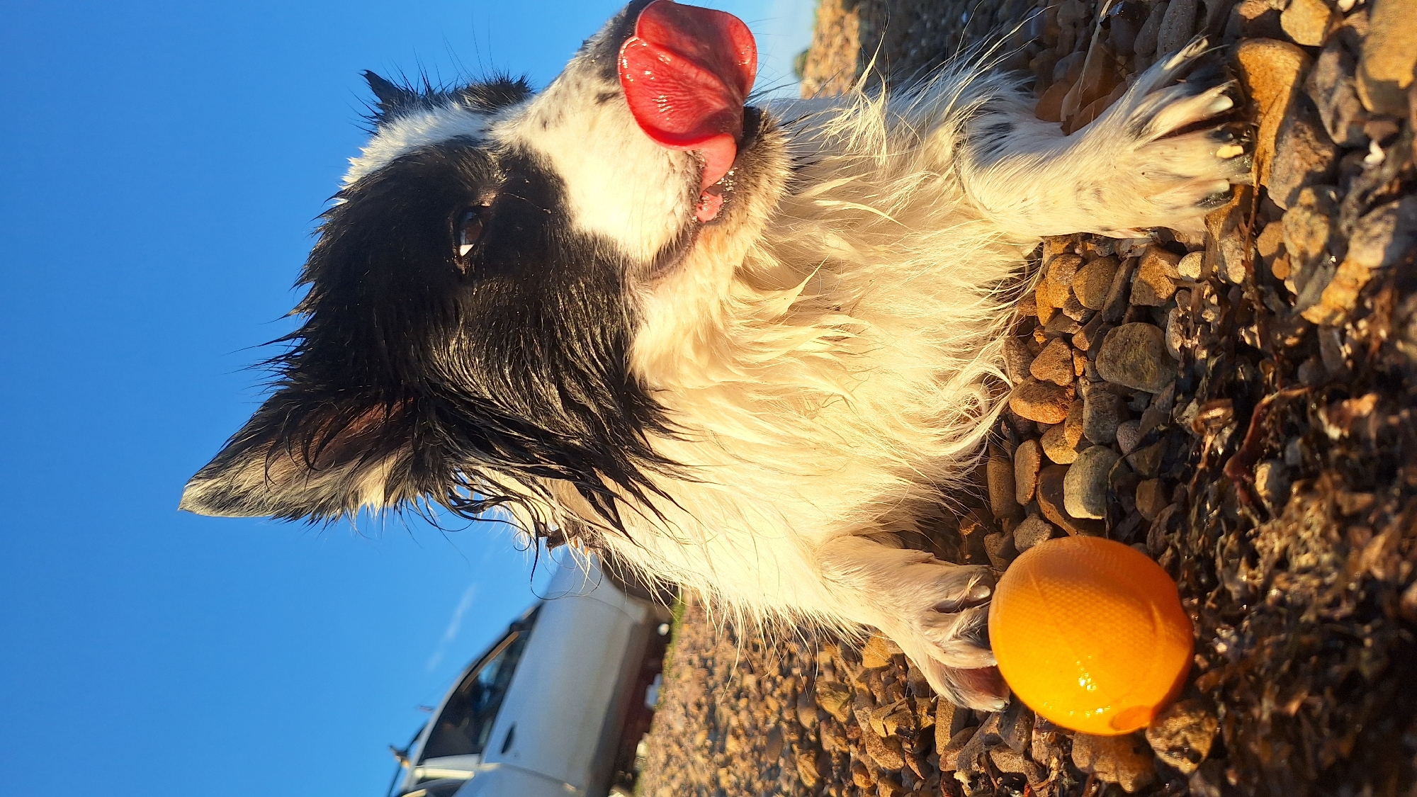 In Russky, Russia, on a bright, clear day, a black and white dog lies on a rocky beach, its fur wet and glistening. The dog's tongue is extended, licking its nose as it looks towards the right side of the frame. A small, orange ball rests on the ground in front of the dog. In the background, a light-colored vehicle is parked on the beach. The sky is a vibrant blue, and the sun casts a warm glow on the scene. The ground is covered with a mix of pebbles and some seaweed.