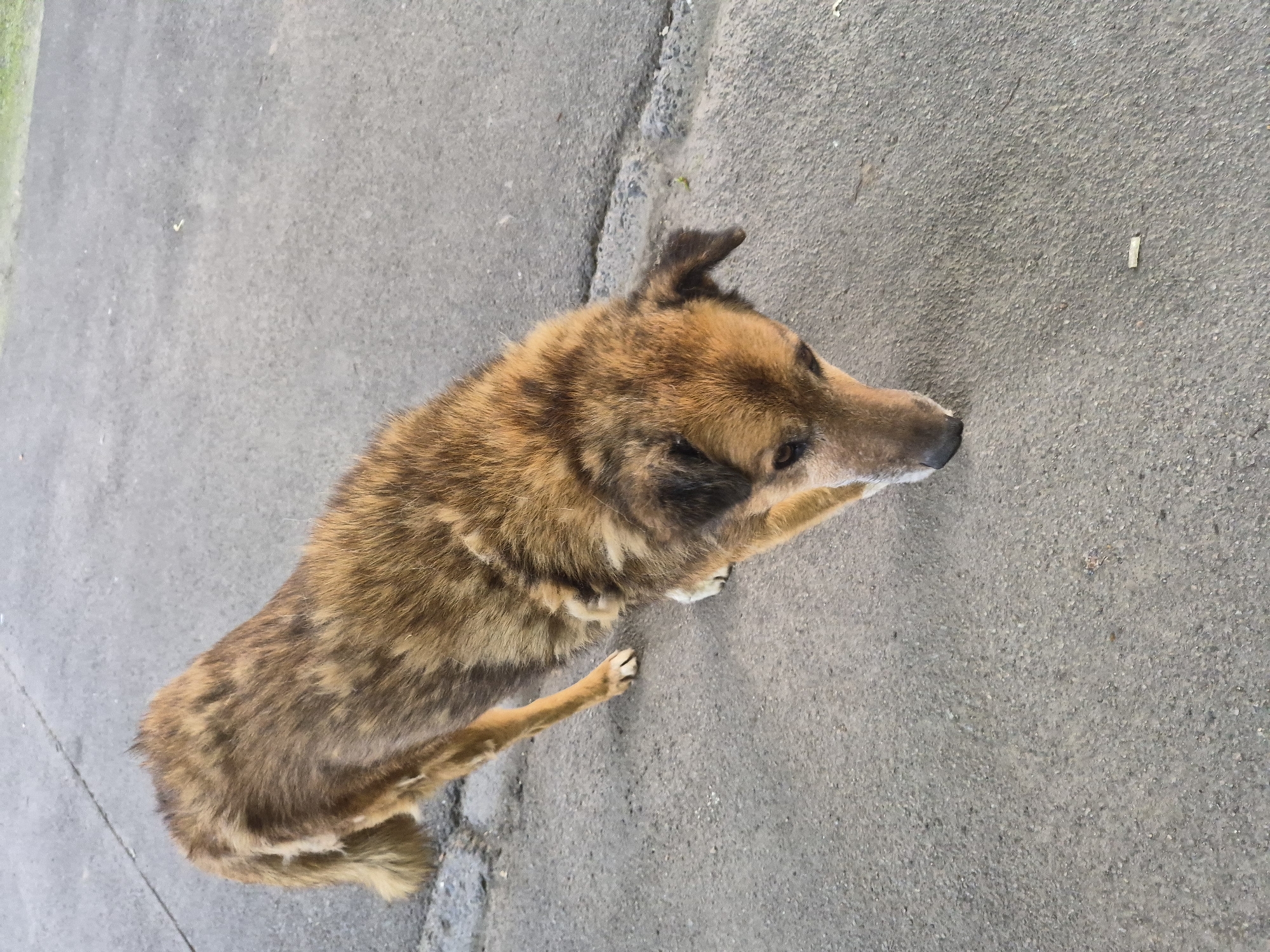 A high-angle, full shot captures a medium-sized dog with reddish-brown and black fur lying on a textured gray asphalt surface. The dog is positioned diagonally, facing away from the camera and to the right, with its head slightly turned towards the viewer. Its ears are perked, and its eyes are visible. One foreleg is extended forward, resting on the ground, while the other is tucked beneath its body. The dog's tail is not fully visible. The asphalt surface appears worn and somewhat uneven, with a visible seam running diagonally from the bottom left to the top right of the frame. A small, light-colored object, possibly a piece of debris or a leaf, is visible on the asphalt near the dog's nose, and another similar item is further to the right. The background is a continuation of the asphalt surface, with a faint hint of green on the left side, suggesting the presence of grass or vegetation. The lighting suggests it is daytime, and the weather appears overcast, as there are no strong shadows. There is no visible text in the image.