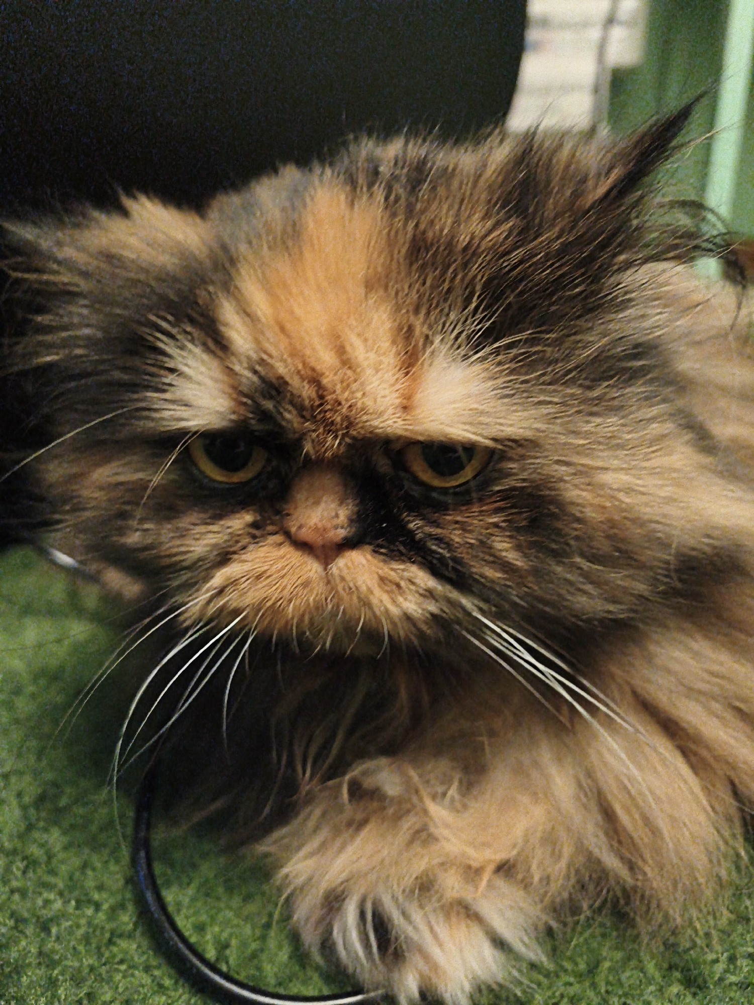 A close-up, eye-level, outdoor medium shot shows the face of a long-haired Persian cat with mottled brown and orange fur. The cat is looking forward with a stern expression, its yellow eyes narrowed. Its long white whiskers fan out from its muzzle, and a black circular object, possibly a collar, is visible around its neck. The cat's fur is fluffy and appears somewhat disheveled, particularly around its face. The background is blurred, with a dark upper portion and a green, textured lower portion that may be artificial grass. The image is taken in an urban setting.