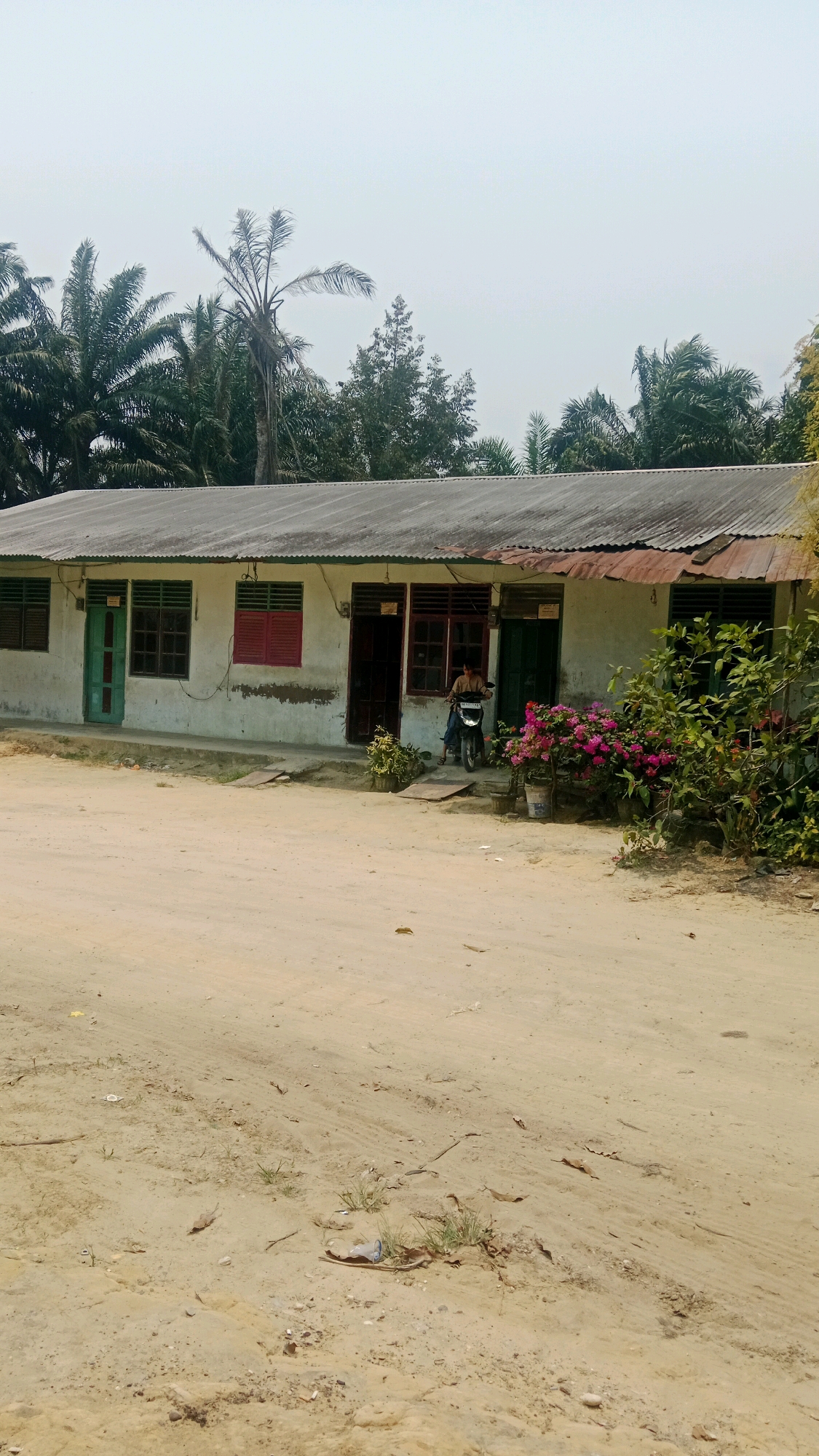 The image depicts a low-lying, single-story building with a corrugated metal roof, likely in Muda Setia, Indonesia. The building appears weathered, with white walls and various colored doors and window shutters. Several windows are visible, some with red shutters and others with dark frames. In front of the building, a dirt path or road is visible, with scattered dry leaves and some patches of grass. A person is seated on a motorcycle parked in front of an open doorway. To the right of the doorway, a cluster of vibrant pink flowers is growing in pots. Palm trees and other lush green vegetation are visible in the background, suggesting a tropical or subtropical environment. The sky is overcast and hazy.