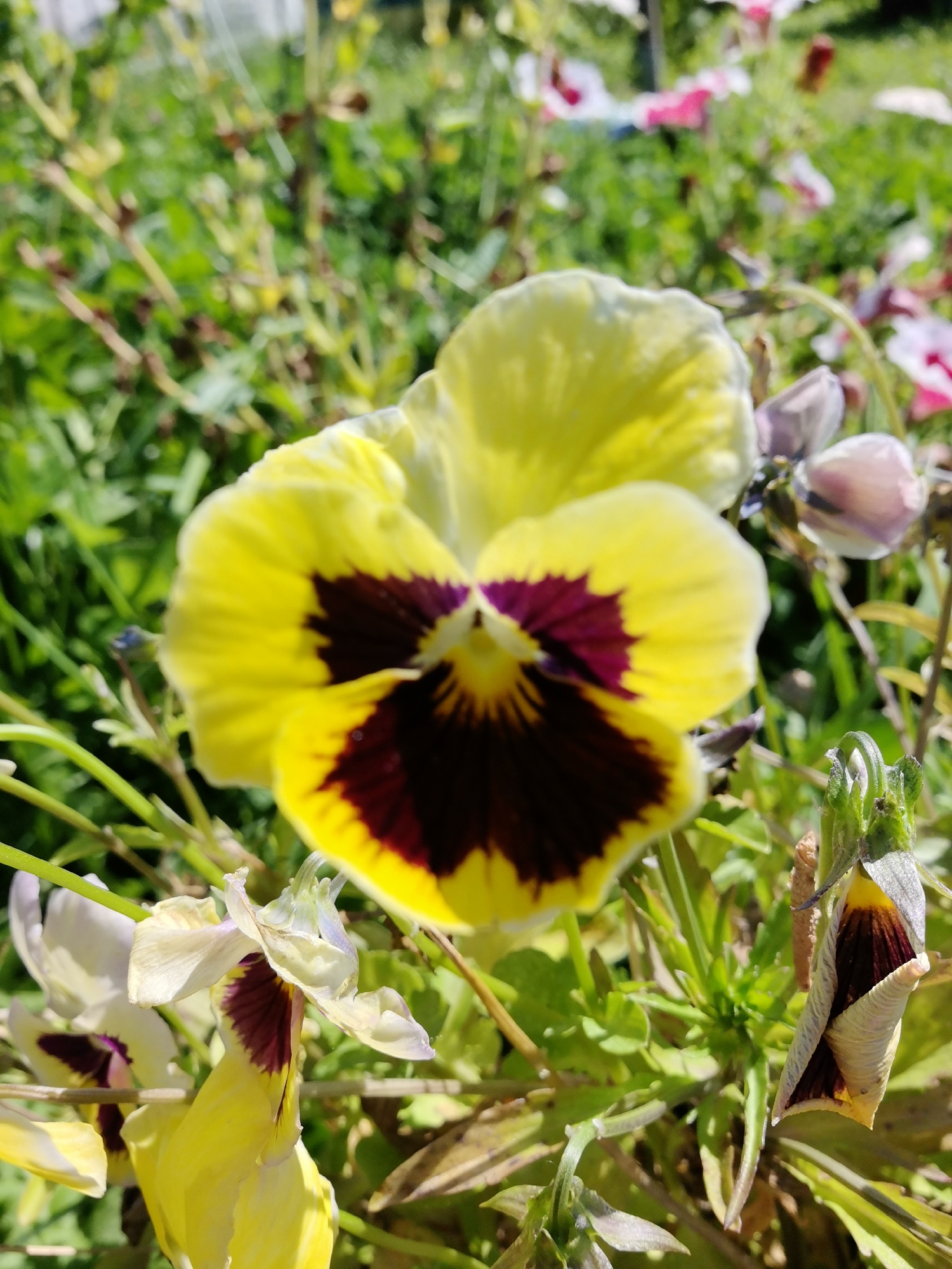 The image shows a close-up of yellow pansies with dark purple centers. Some of the pansies are in full bloom, while others are wilting or closed. The flowers are growing in a garden with green foliage. The background is blurred, but appears to be a sunny outdoor setting. The location is identified as Каймары, Russia, but there are no visual cues in the image to confirm this specific location. There are no people or animals present in the image. The focus is entirely on the flowers and their immediate surroundings.