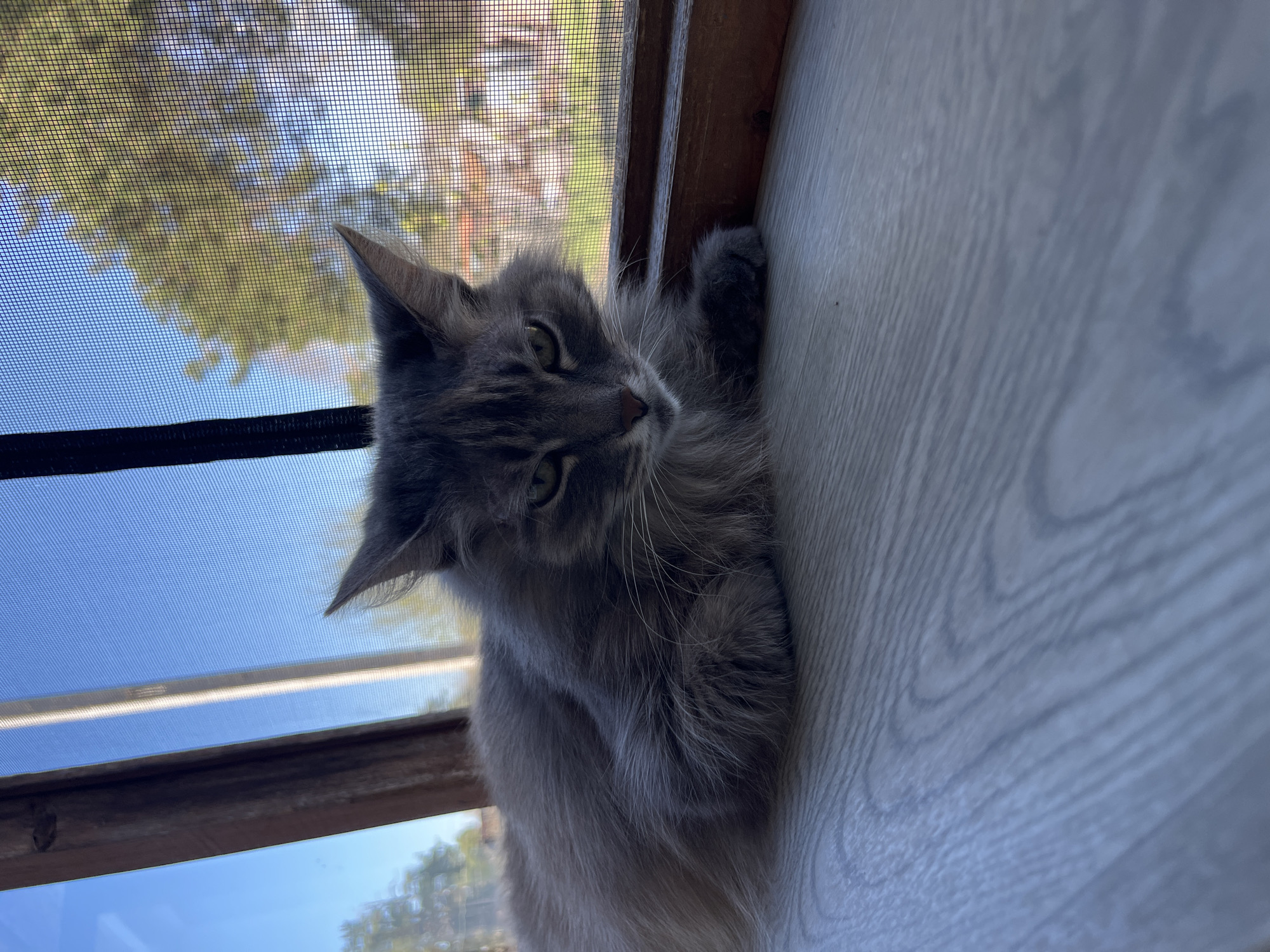 A gray, long-haired cat is perched on a windowsill next to a screened window. The background outside the window shows a view of trees and a blue sky. The location in the city of Раздолье, Russia cannot be determined from the image.