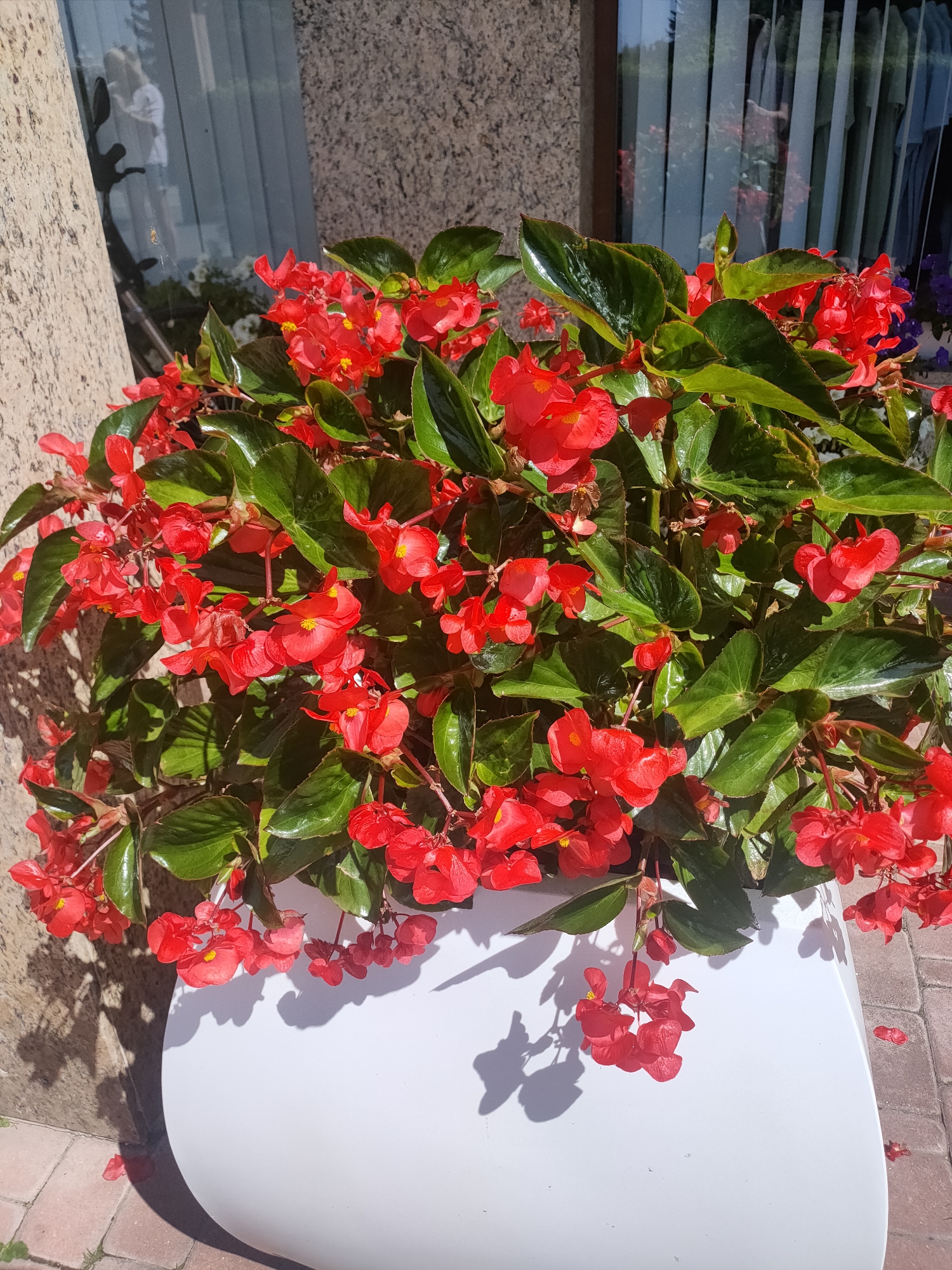 A close-up, eye-level shot captures a vibrant arrangement of red begonia flowers cascading over the rim of a large, white planter. The flowers, with their delicate petals and bright yellow centers, are densely packed and lush, their deep green leaves providing a rich contrast. Sunlight dapples the scene, casting soft shadows from the leaves and flowers onto the white planter and the surrounding textured stone wall and brickwork. In the background, a window with vertical blinds reflects a building's interior. A small spiderweb is visible in the reflection on the left. The overall impression is one of a well-maintained outdoor space, possibly a public area or a private residence in Mikołajki, Poland, given the context.