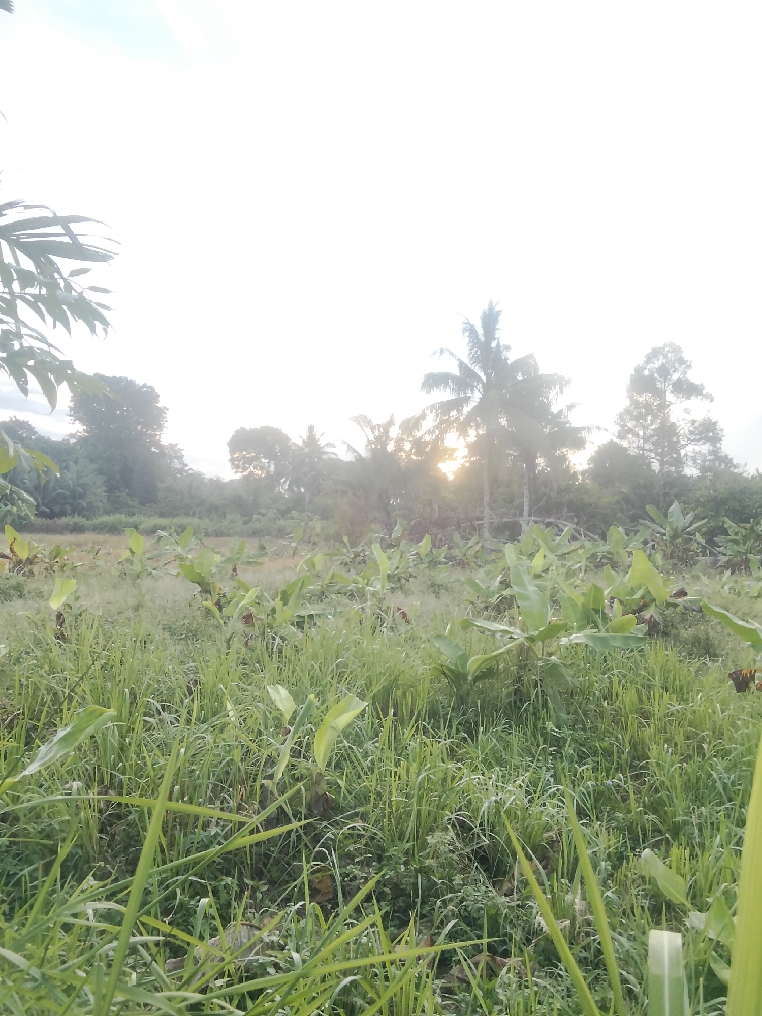 The image shows a rural landscape in Merbopuntong, Indonesia, likely at dawn or dusk, with the sun's rays peeking through the trees. The foreground is dominated by tall, green grass and several banana plants. In the mid-ground, there are more banana plants and what appears to be a field of crops, possibly rice paddies that are transitioning between growth stages. The background features a dense line of trees, including several tall palm trees. The sky is bright and hazy, indicating either early morning or late afternoon light. There are no people or animals visible in the image. The overall impression is one of a peaceful, agricultural setting in Indonesia.