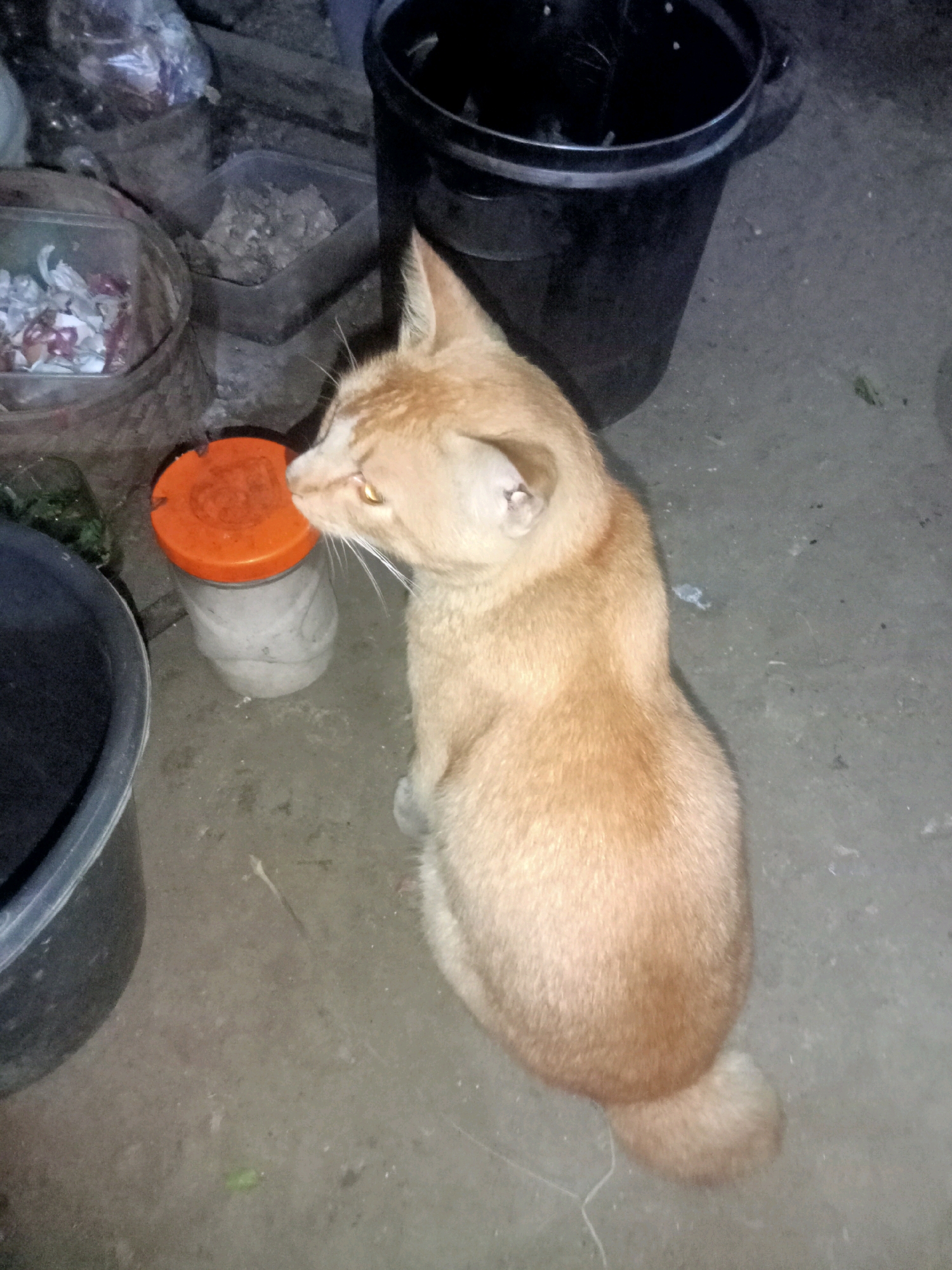 A ginger cat is sitting on a dirt floor next to a large black bucket and a plastic container with an orange lid. The cat is facing to the left and looking upwards. The background is cluttered with various items, including bags and other containers. The scene appears to be an outdoor or semi-outdoor area, possibly in a back alley or storage area, located in Tanggaran, Indonesia.