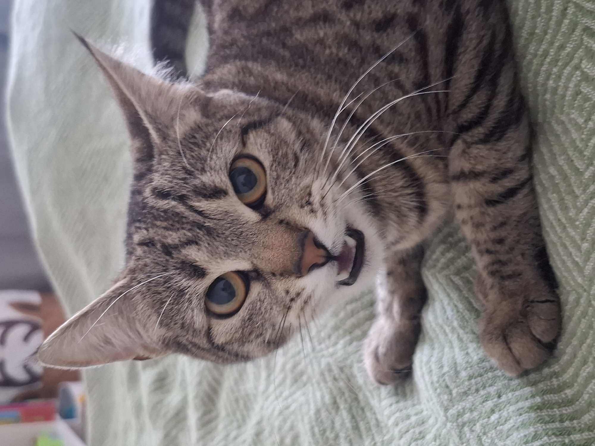 A tabby cat with a striped coat and golden eyes is lying on a green, textured blanket. The cat's mouth is slightly open, revealing its teeth. The background is blurred, with hints of colorful objects. The image is a close-up shot, focusing on the cat's face and front paws. There is no discernible location in the city of Homyel, Belarus.
