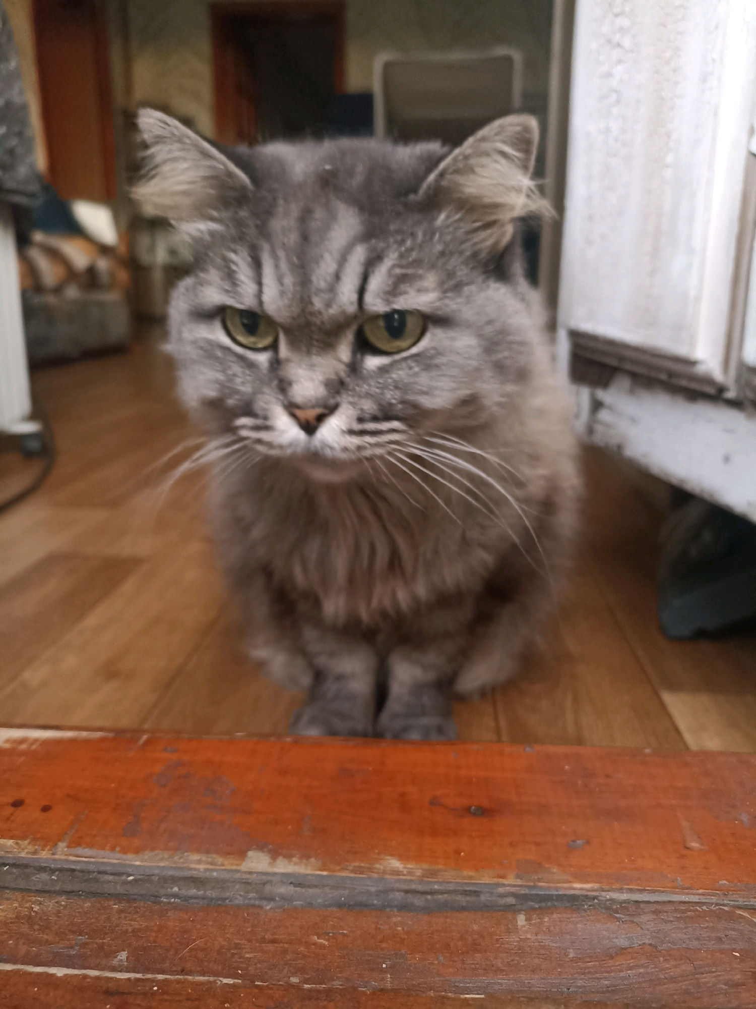 A medium shot shows a gray fluffy cat with green eyes sitting on a wooden floor. The cat's face is angled slightly to the left, and its expression appears grumpy. In the foreground, a wooden plank with visible wear and tear is in sharp focus. The background is blurred, showing hints of furniture and possibly a doorway, suggesting an indoor residential setting in Novosibirsk, Russia.