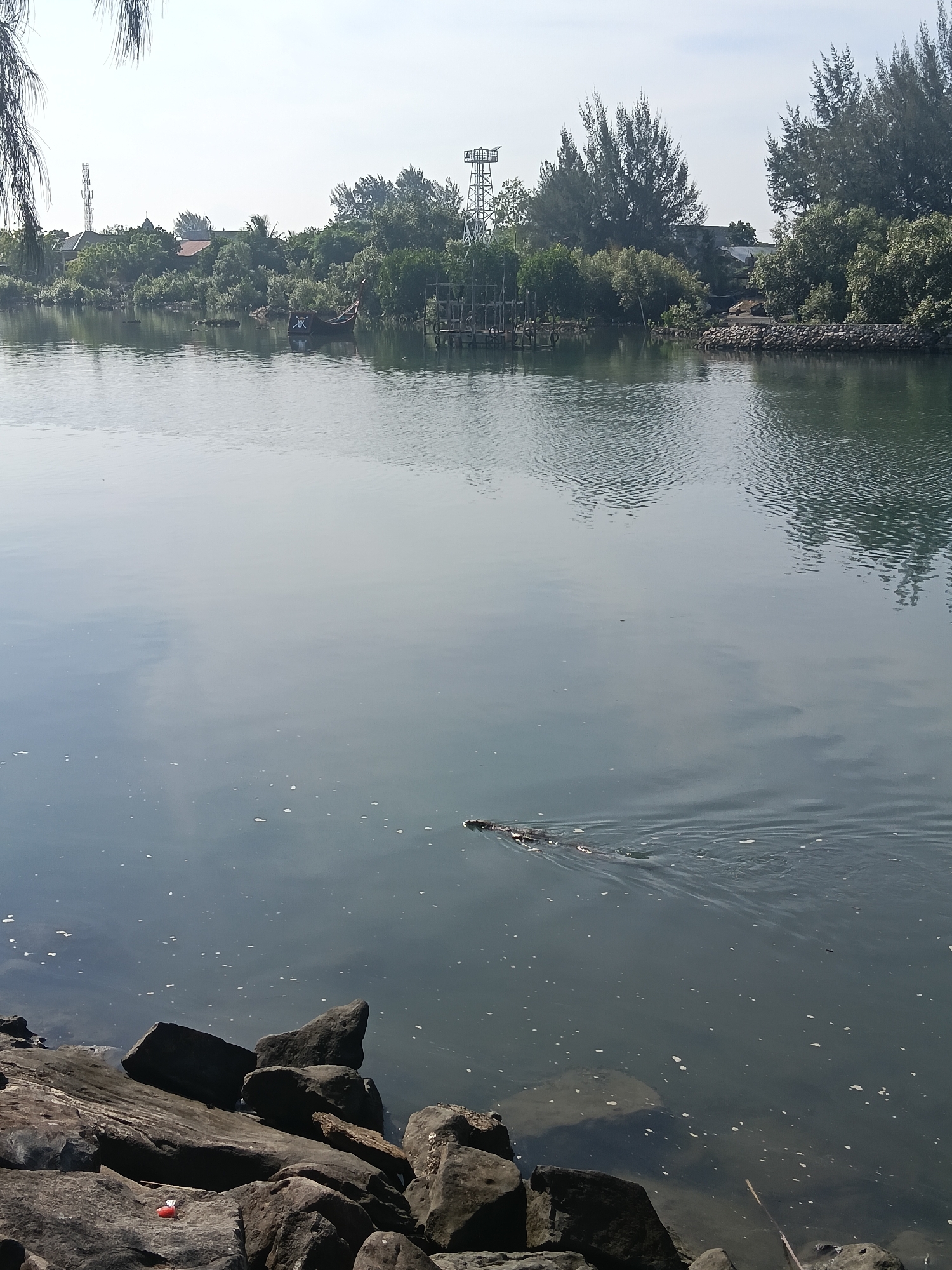 A monitor lizard swims in the calm water of the Krueng Aceh River, near a rocky shore. The riverbank is lined with trees, including mangroves, and some buildings and a tower are visible in the distance. The sky is clear and bright.
