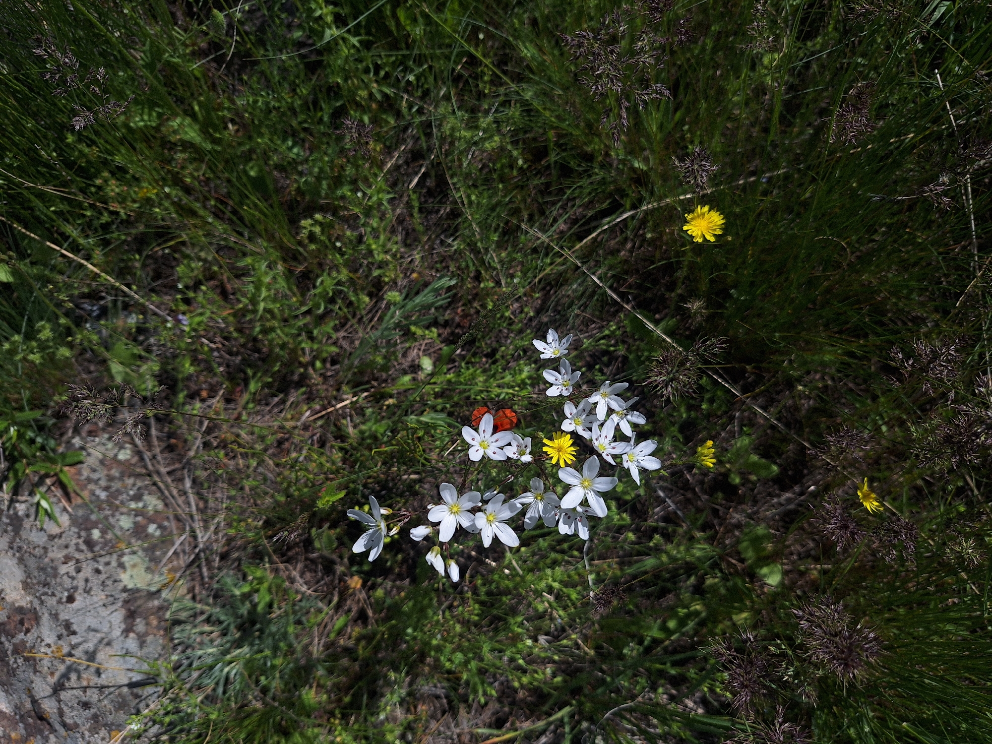 The image depicts a patch of vegetation, likely in a natural setting. There is a rock on the left side of the frame. In the center, there is a cluster of white flowers with yellow centers. Scattered amongst the green grass are a few yellow flowers. An orange beetle is visible. There is no clear indication that the photograph was taken in Tlik, Armenia. No people are visible. The scene appears to be a close-up shot of ground-level flora.