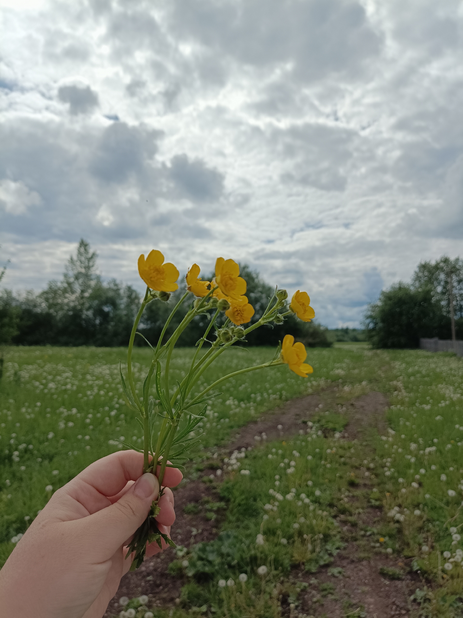 A hand holds a bouquet of yellow buttercup flowers in a field in Jelpachiha, Russia. The field is green with a scattering of white dandelion seed heads. A dirt path leads into the distance. Trees and a cloudy sky are visible in the background.