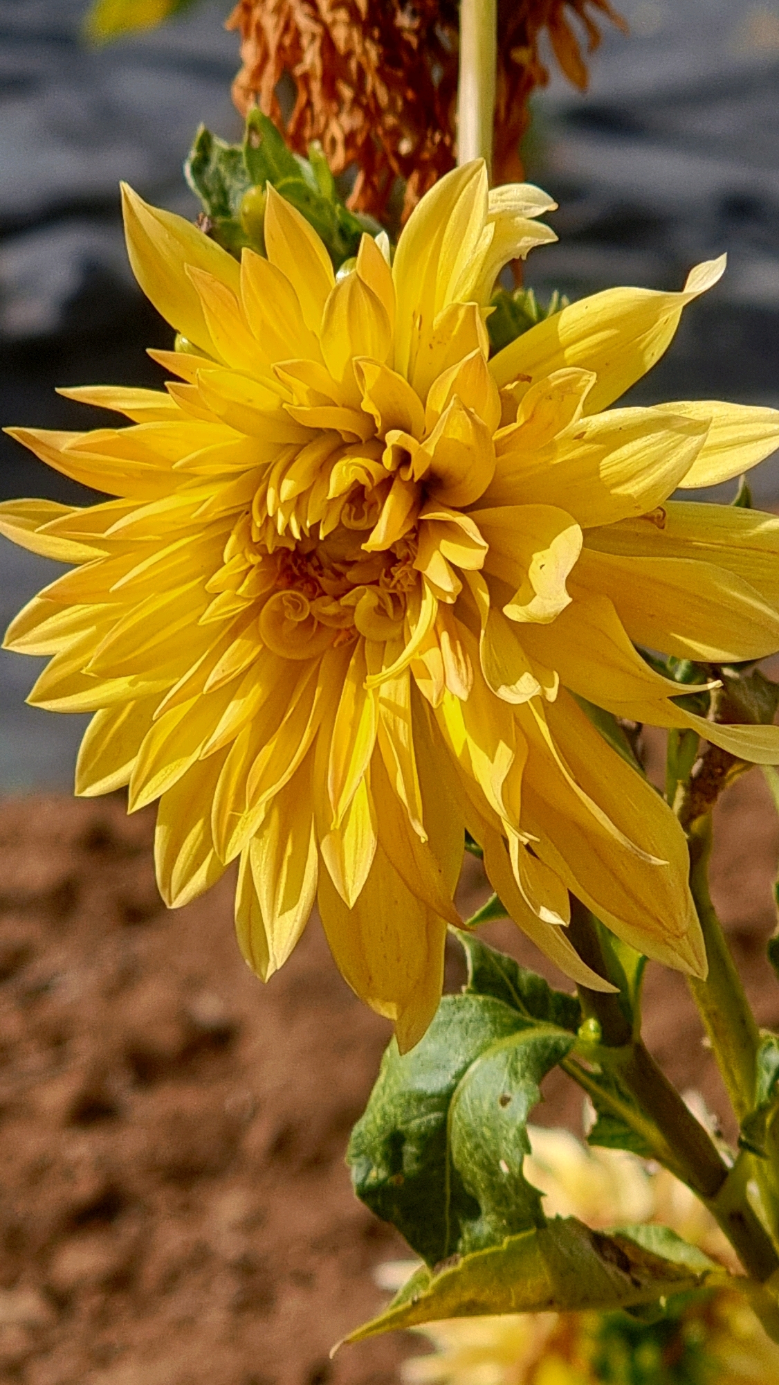 A bright yellow dahlia flower is in full bloom, its petals unfurling in intricate layers. The flower is the dominant subject, filling the frame with its vibrant color and textured petals. The background is softly blurred, with hints of brown soil and green leaves. In the upper background, a dried, brown plant structure is visible. This image does not contain any people or indicate a specific city location.