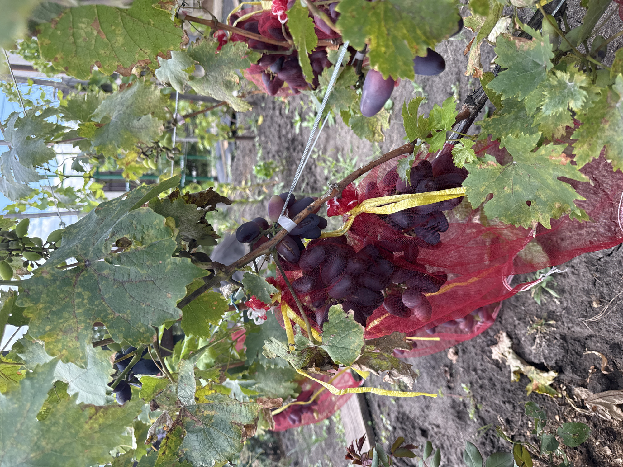 The image shows a close-up of a grape vine in what appears to be an outdoor garden. Several clusters of ripe, dark purple grapes are visible, some of which are partially covered by red mesh bags. The grapes are growing on a woody vine with large, green leaves, some of which show signs of yellowing or browning. The ground beneath the vine is dark soil with some fallen leaves and debris. In the background, other grape vines and some garden structures are visible, suggesting this is a cultivated area. The lighting indicates it is daytime, possibly overcast. There are no people or animals present in the image.