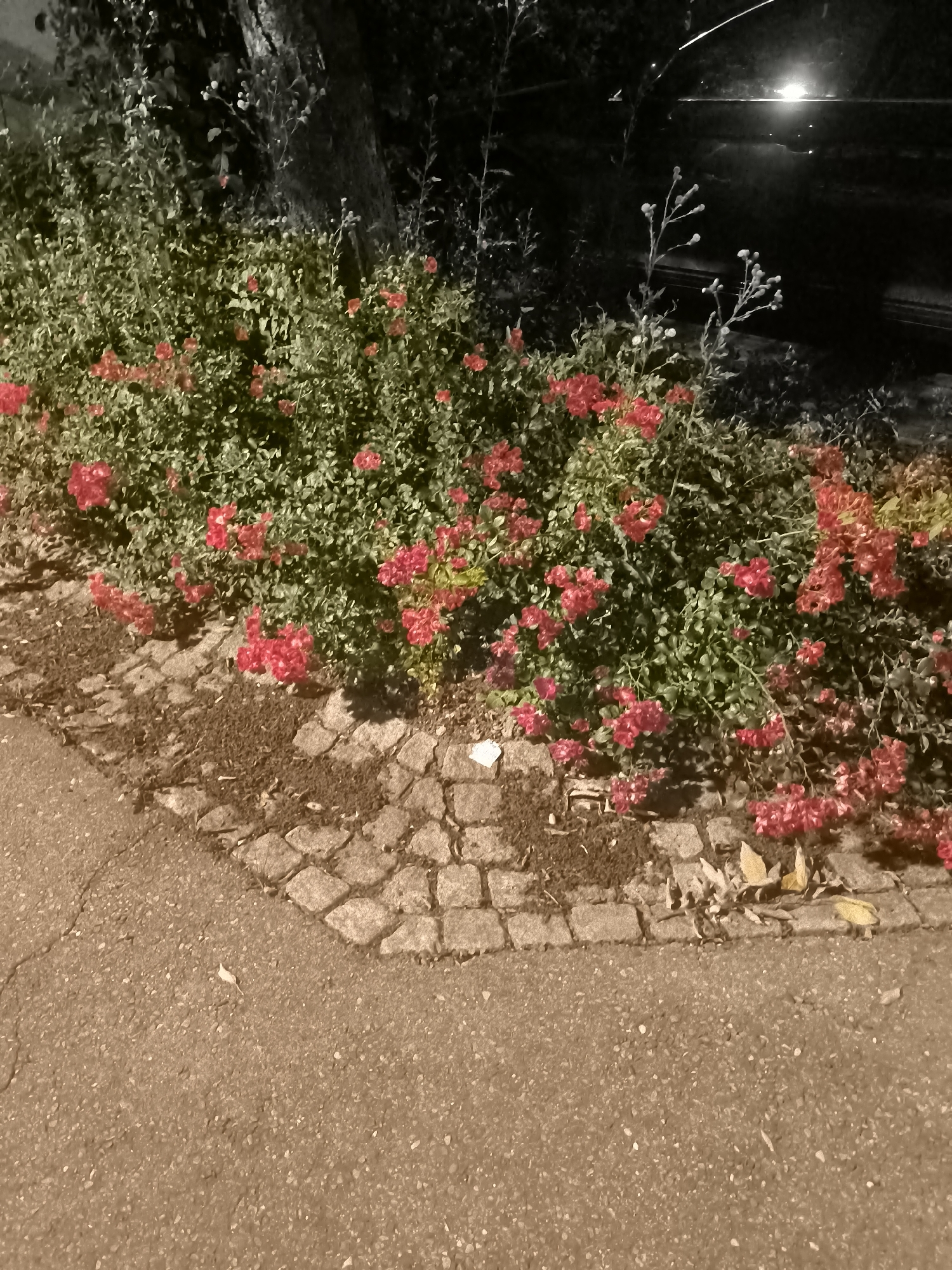 The image depicts a close-up view of a flowerbed with red flowers and green foliage, bordered by cobblestones and an asphalt pathway. The flowerbed appears to be located in an urban environment, with a dark, out-of-focus background suggesting trees and possibly a vehicle or building. The lighting indicates it might be dusk or nighttime, with artificial light sources visible in the distance. The scene is set in the city of Unknown, Unknown.