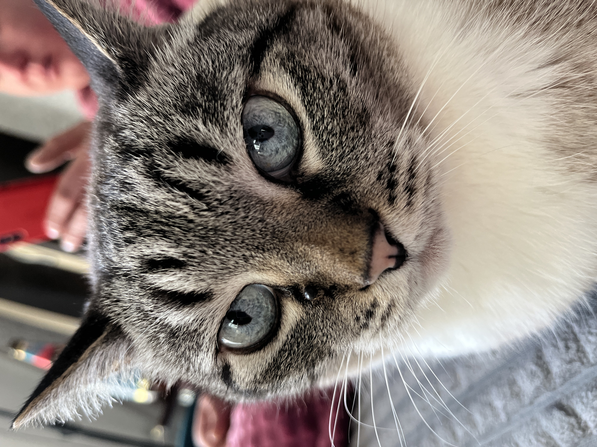 A close-up, head-on portrait features a domestic cat, likely a tabby point, occupying the majority of the frame. The cat exhibits distinct grey tabby markings on its face, forehead, and ears, transitioning to white fur on its muzzle, chin, and lower neck area. Its eyes are a prominent light blue with visible pupil dilation. A small, dark, teardrop-shaped mark is present on the bridge of the cat's nose, beneath its left eye. Multiple long, white whiskers extend from both sides of its muzzle. The background is out of focus, revealing the blurred upper portion of a human face with fair skin and a hand, both partially obscured by a red or pink garment, positioned in the upper right. A textured grey surface, consistent with fabric, is visible in the lower left background. The scene is set indoors in the city of Chaikovsky, Russia.