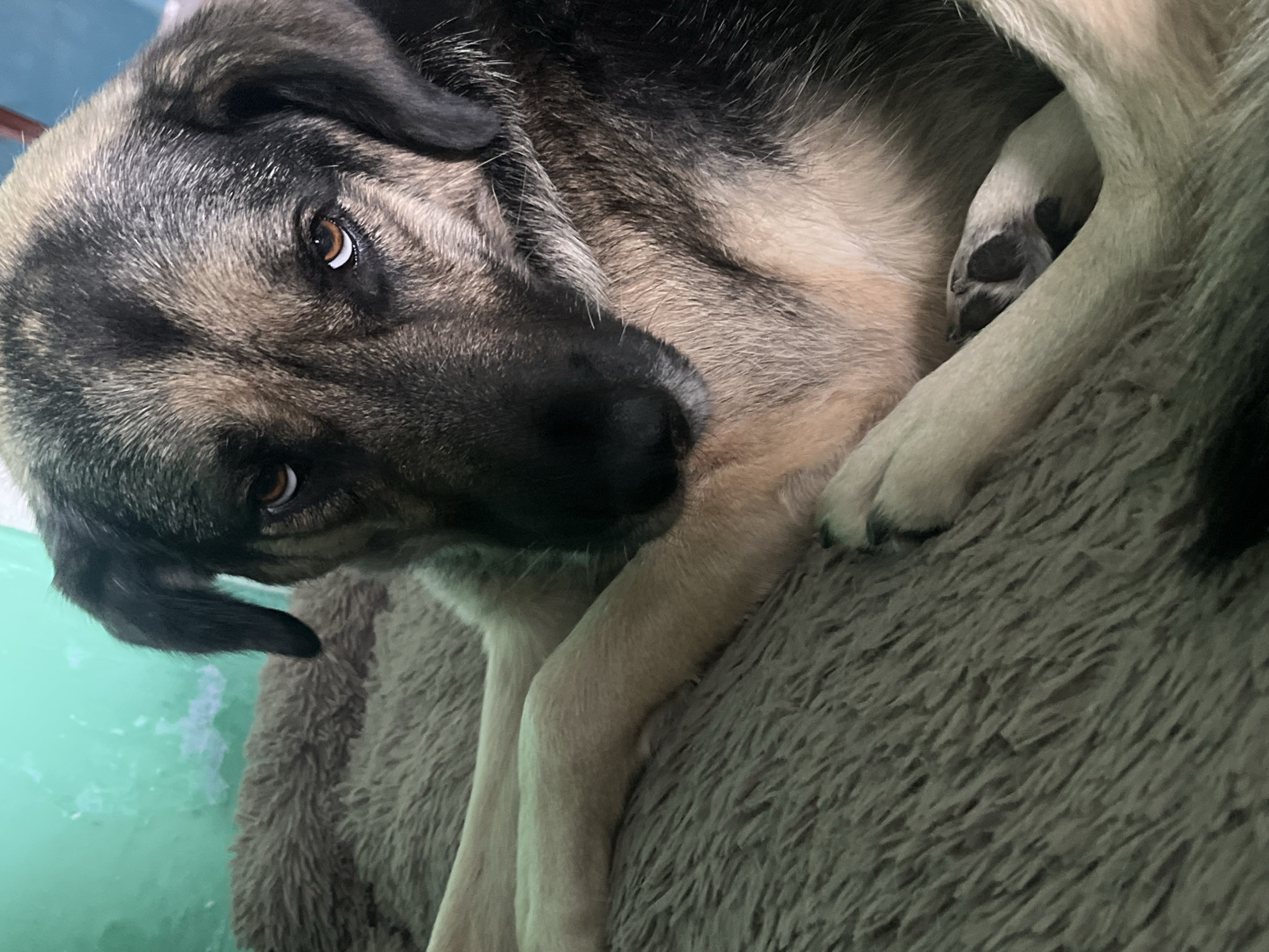 A close-up, slightly angled, indoor shot shows a gray and tan dog lying on a fuzzy gray surface. The dog has dark brown eyes and a black nose. Its paws are visible, with dark pads. A pale green wall is visible in the background. The image does not provide any information to determine location in the city of Nizhny Tagil, Russia.