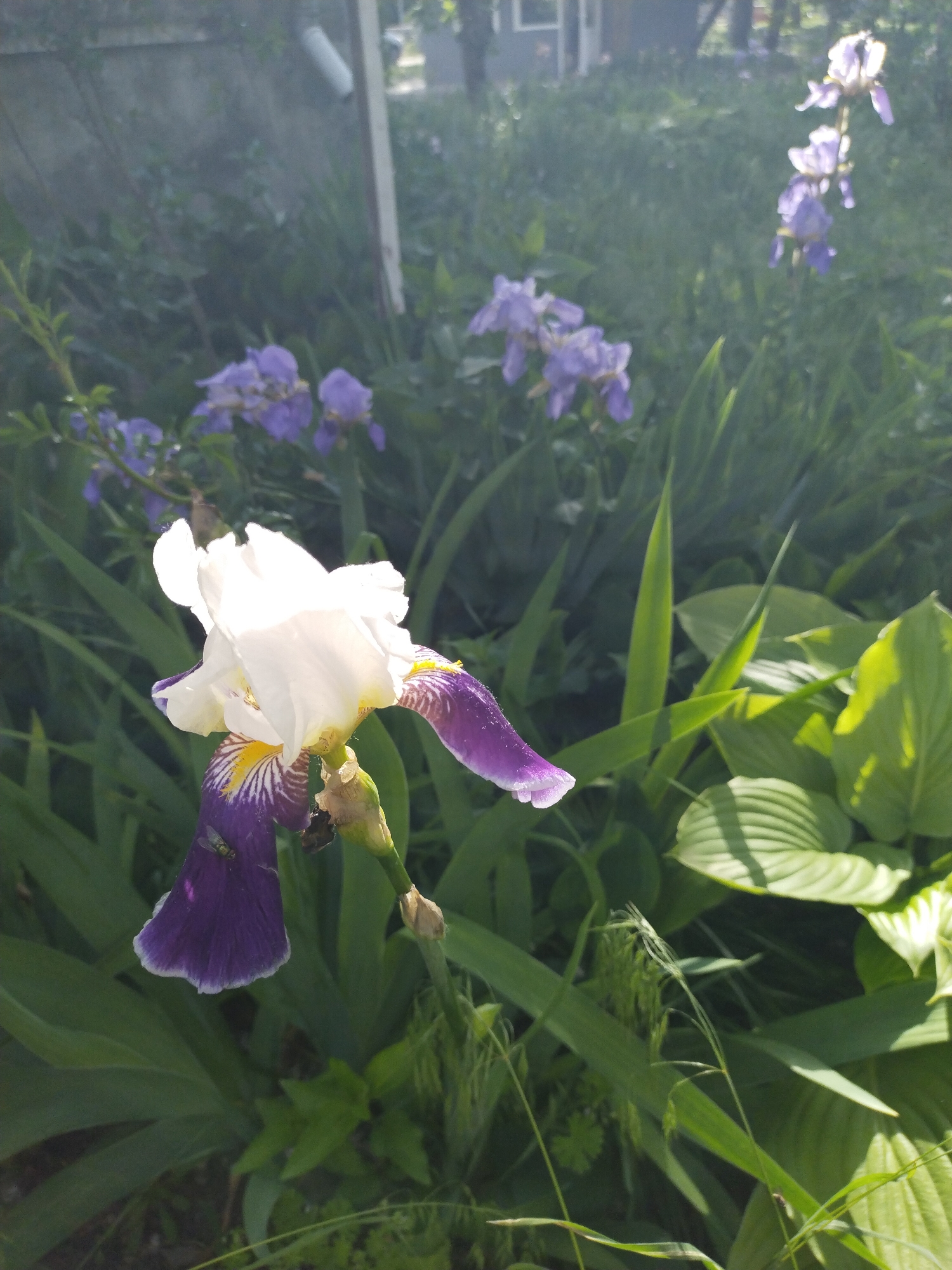 A close-up shot shows a white and purple iris flower in a garden. In the background, more purple irises are visible amidst green foliage. The setting appears to be an outdoor garden. The location, Horishni Plavni, Ukraine, is not directly discernible from the image.
