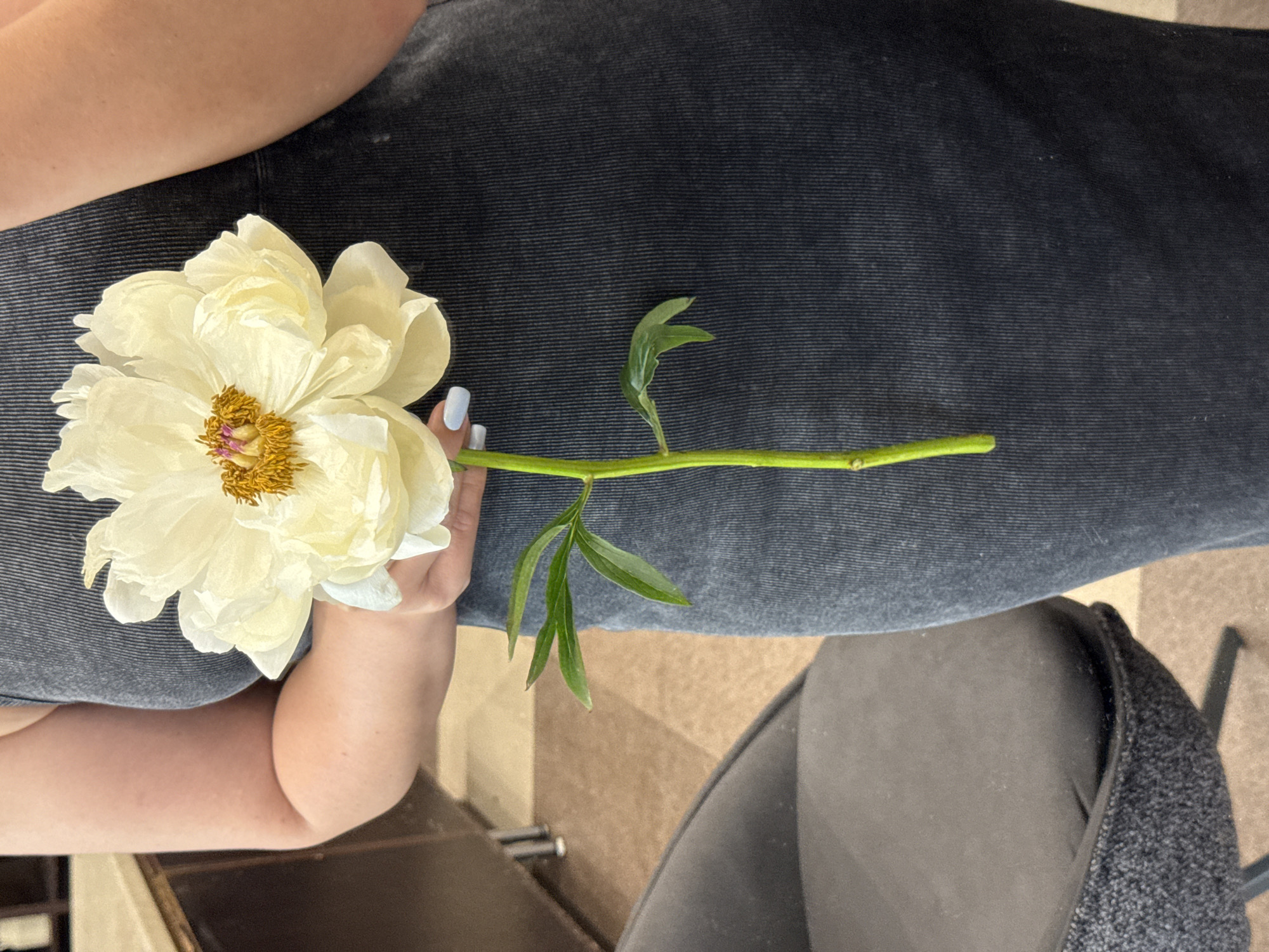 A person's arm and torso are visible, draped in dark denim fabric. In the person's hand, a single, large, pale yellow peony flower is held by its stem. The stem has a few green leaves extending from it. The person's fingernails are painted a light blue color. The background is out of focus, showing what appears to be a chair and possibly a floor. The lighting is even and appears to be indoors. There is no visible text in the image.