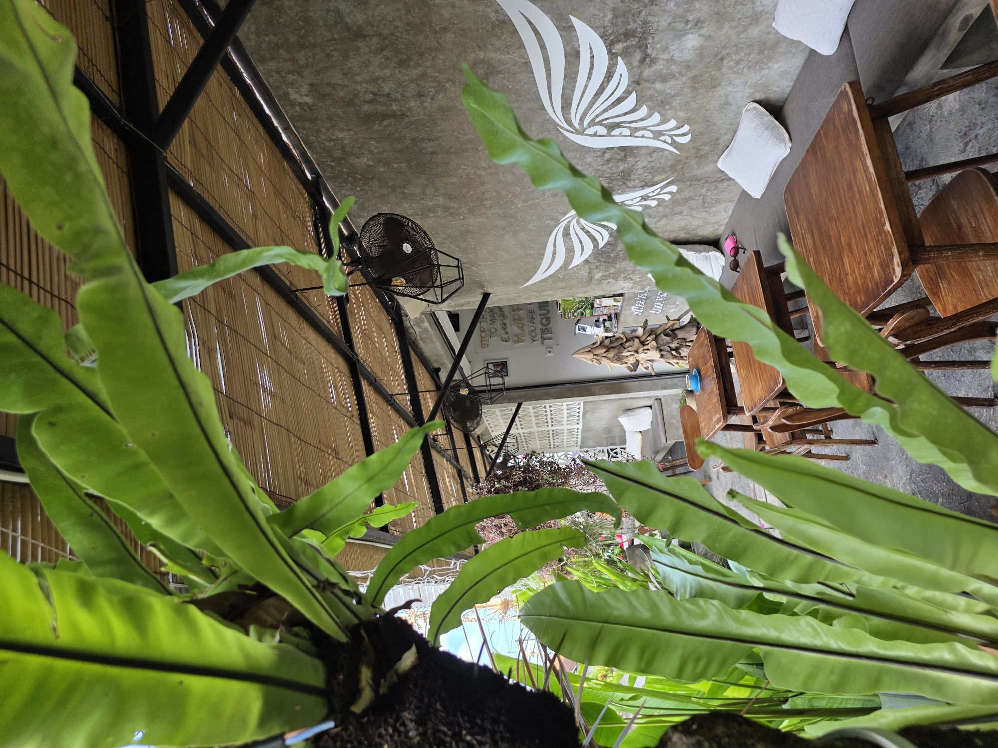 This image depicts an outdoor seating area of a cafe, likely in North Kuta, Indonesia, featuring lush tropical foliage in the foreground. The seating arrangement includes several wooden tables with matching chairs, situated on a grey concrete floor. A long, grey upholstered bench with white pillows is visible against a concrete wall adorned with white wing decals and various text.
Overhead, a slatted bamboo roof supported by dark metal beams provides shade. Hanging from the ceiling are a black industrial-style fan and a geometric light fixture. In the background, a white decorative screen is visible, and beyond that, a glimpse of blue sky. A small wooden sculpture resembling a stylized tree stands near the wall.
The focus of the image is the natural elements and the relaxed outdoor ambiance of the cafe, suggesting a tranquil environment for patrons. The scene is static, with no people or discernible activity taking place at the moment the photograph was taken.