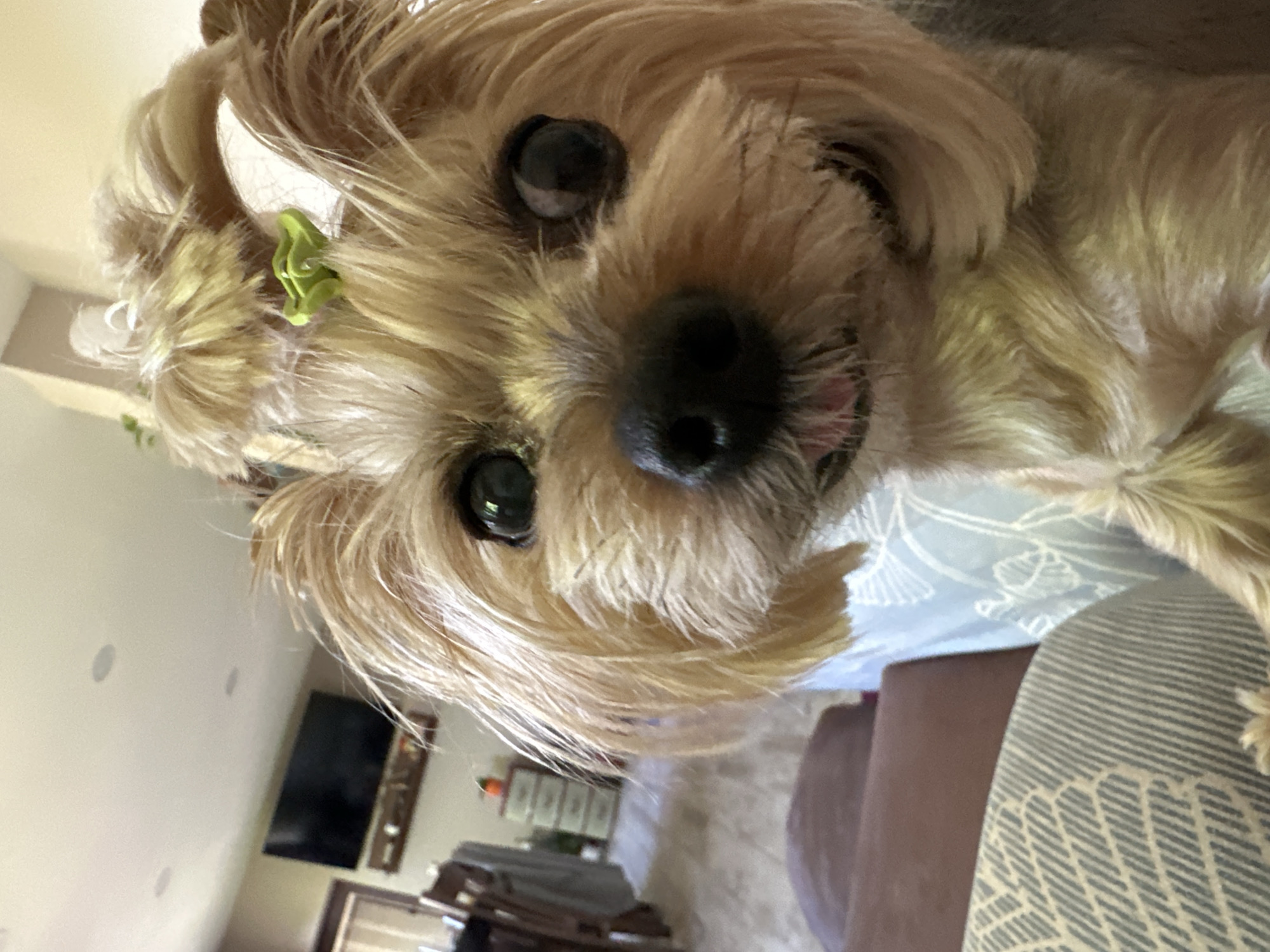 The image depicts a close-up, tilted view of a small, tan-colored dog, possibly a Yorkshire Terrier mix, with a green hair clip in its fur near its left ear. The dog has dark eyes and a black nose, looking directly at the camera. The background is a blurred domestic interior. There's a TV mounted on the wall and a cabinet visible in the background. The location of the image in the city of Lehchevo, Bulgaria, is not discernible from the image itself. The dog is resting on a patterned cushion, with a brown upholstered object nearby.