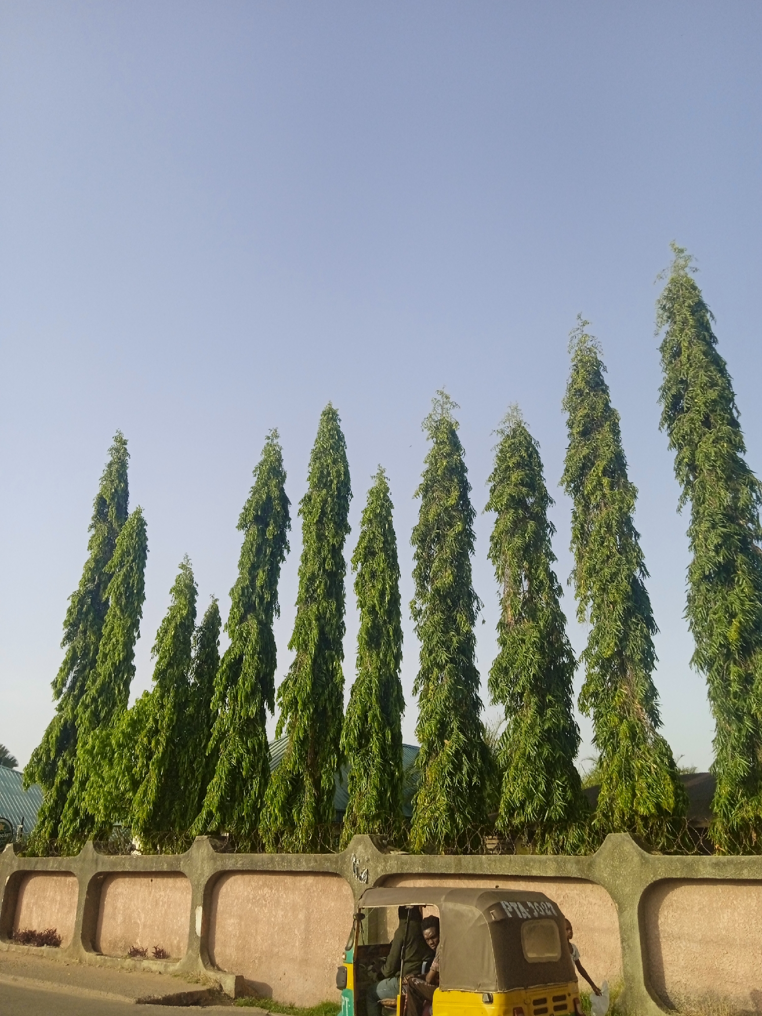 A medium shot depicts nine tall, slender trees lined up in front of a textured fence with a layer of barbed wire on top. The trees have dark green foliage and stretch up towards a clear, pale blue sky. In the foreground, a yellow and black vehicle is partially visible, suggesting a street scene. The fence has a rough, textured appearance with decorative concrete sections and a light brown or tan color. The location is Unknown, Unknown.