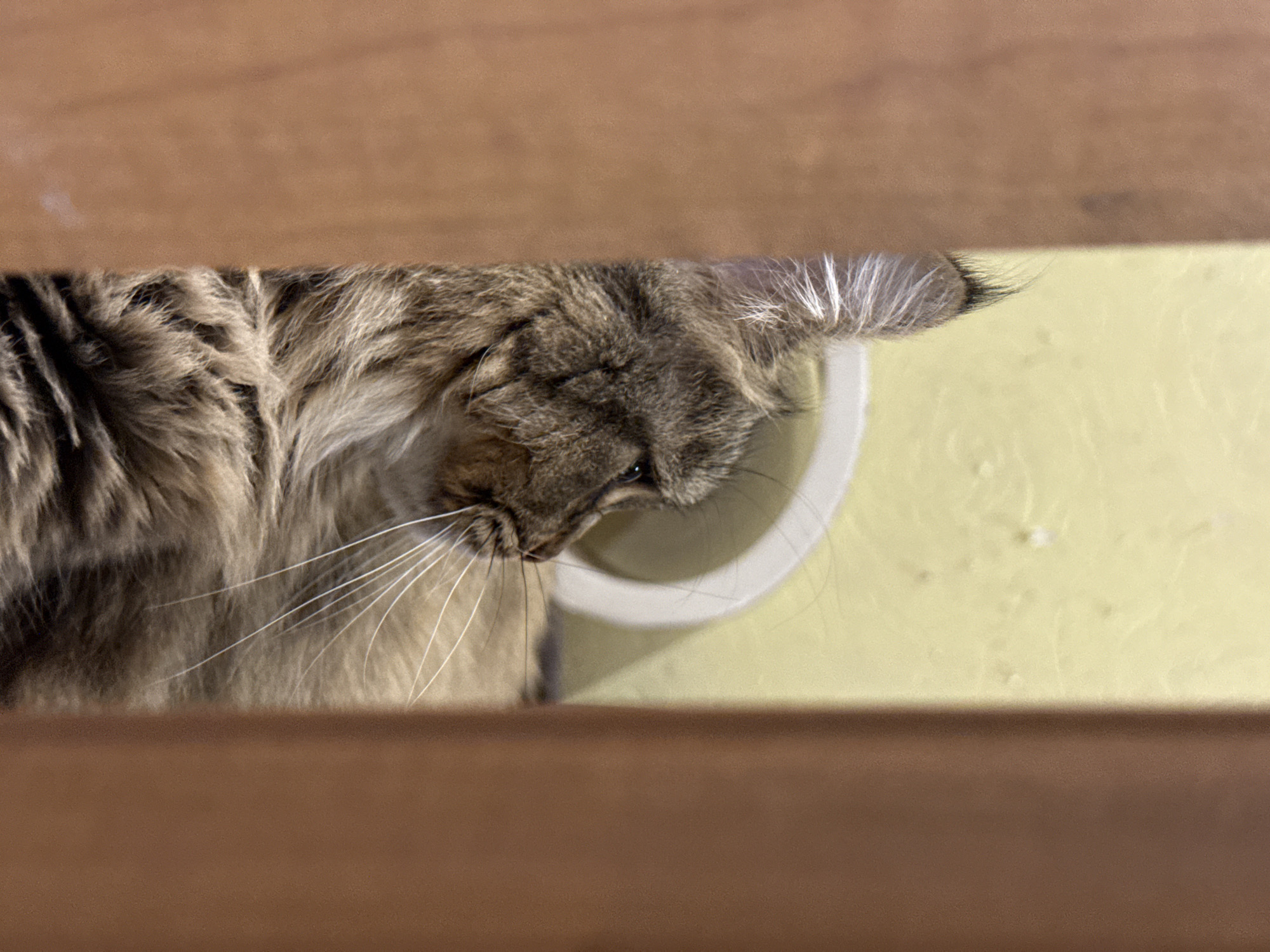A long-haired tabby cat is captured looking intently downwards and to the right, framed by wooden structures. The cat's fur is a mix of brown, grey, and black, typical of a tabby pattern, and appears dense and fluffy. Its head is slightly tilted, revealing one eye, and numerous long, white whiskers extend prominently from its snout. Distinct white tufts of fur are visible inside its left ear.
The feline subject is positioned between two wide, horizontal planks of brown wood, which form the top and bottom boundaries of the image. Behind the cat, a light yellow-green wall with a subtle textured finish is visible. A portion of a white, circular object, possibly a bowl or part of a cat furniture item, is also seen behind the cat's head.
The cat's expression and posture convey focus and curiosity, suggesting it is observing something out of the frame. The setting appears to be indoors, likely a home environment. No specific time of day or weather conditions can be determined from the indoor lighting. There is no visible text in the image. The location context provided is Izhevsk, Russia.