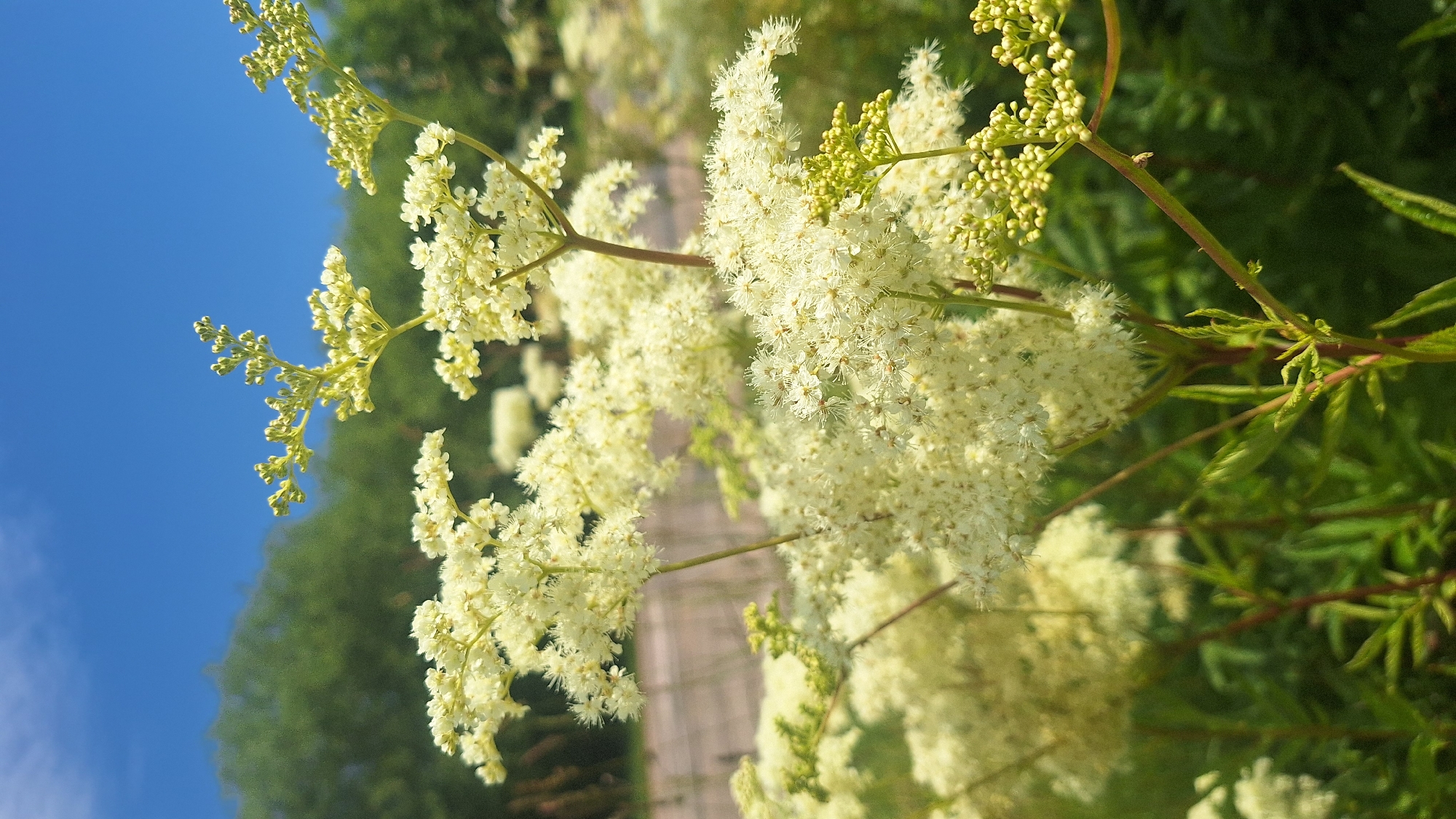 This image captures a close-up view of a cluster of delicate, creamy-white flowers with a feathery appearance, likely a type of meadowsweet or similar botanical specimen. The flowers are arranged in frothy, plume-like clusters atop slender stems. The background is softly blurred, revealing green foliage and a hint of what appears to be a wooden structure, possibly a fence or railing, suggesting an outdoor setting. Above the greenery, a vibrant, clear blue sky is visible. The scene is lit by natural daylight, casting subtle shadows and highlighting the textures of the flowers. The overall impression is one of natural beauty and tranquility, characteristic of a garden or a park. The location within the city of Aviekste, Latvia, is not discernible from the visual information provided.
