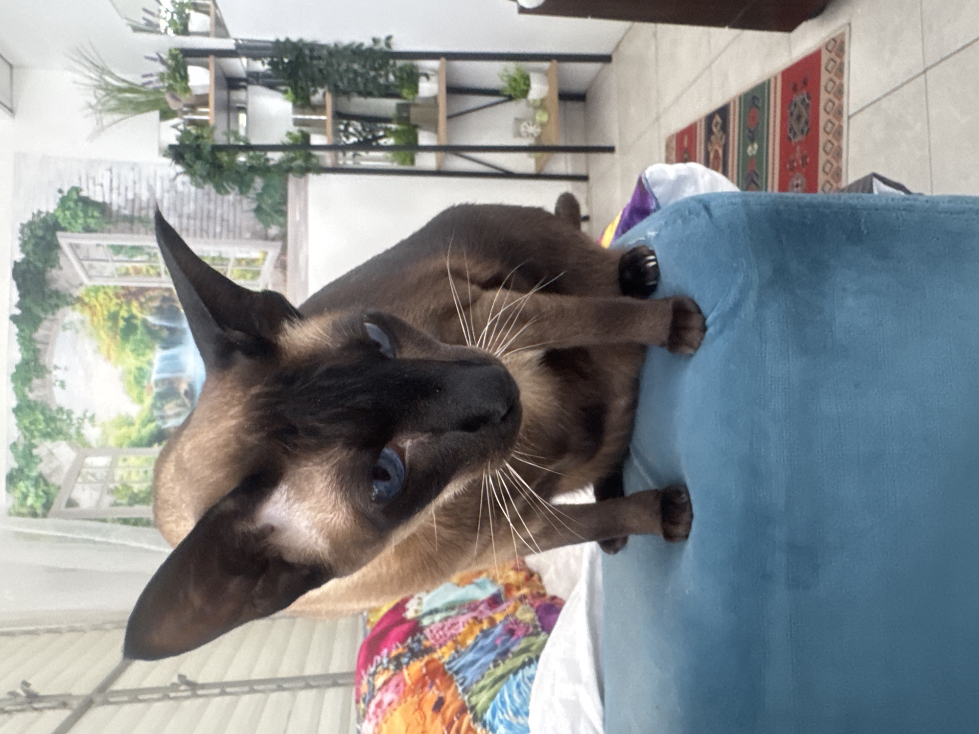 A Siamese cat with blue eyes and dark brown fur is perched on a blue upholstered surface. The background features a shelf with plants, a wall mural depicting an outdoor scene, and a rug. The location is a building in Ramat Gan, Israel. The cat's paws are resting on the blue surface.