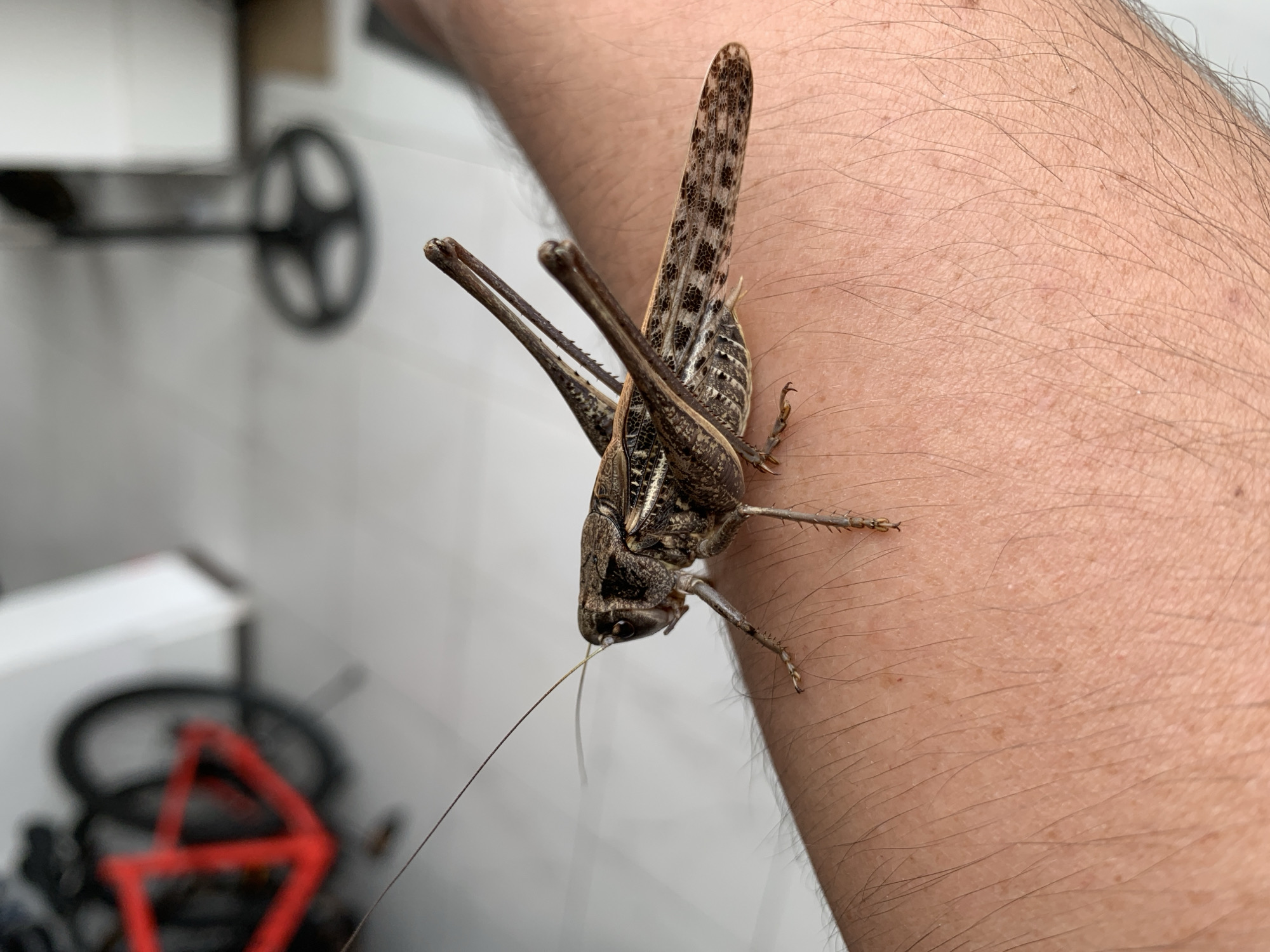 A brown grasshopper is perched on a hairy human arm. The grasshopper is positioned sideways, facing left, with its long antennae extending forward. Its body is textured with dark brown markings and patterns. The arm it is on appears to be a person's forearm. The background is out of focus but suggests an indoor environment with a bicycle on the left and a fan on the right. The image is a close-up shot of the grasshopper on the arm.