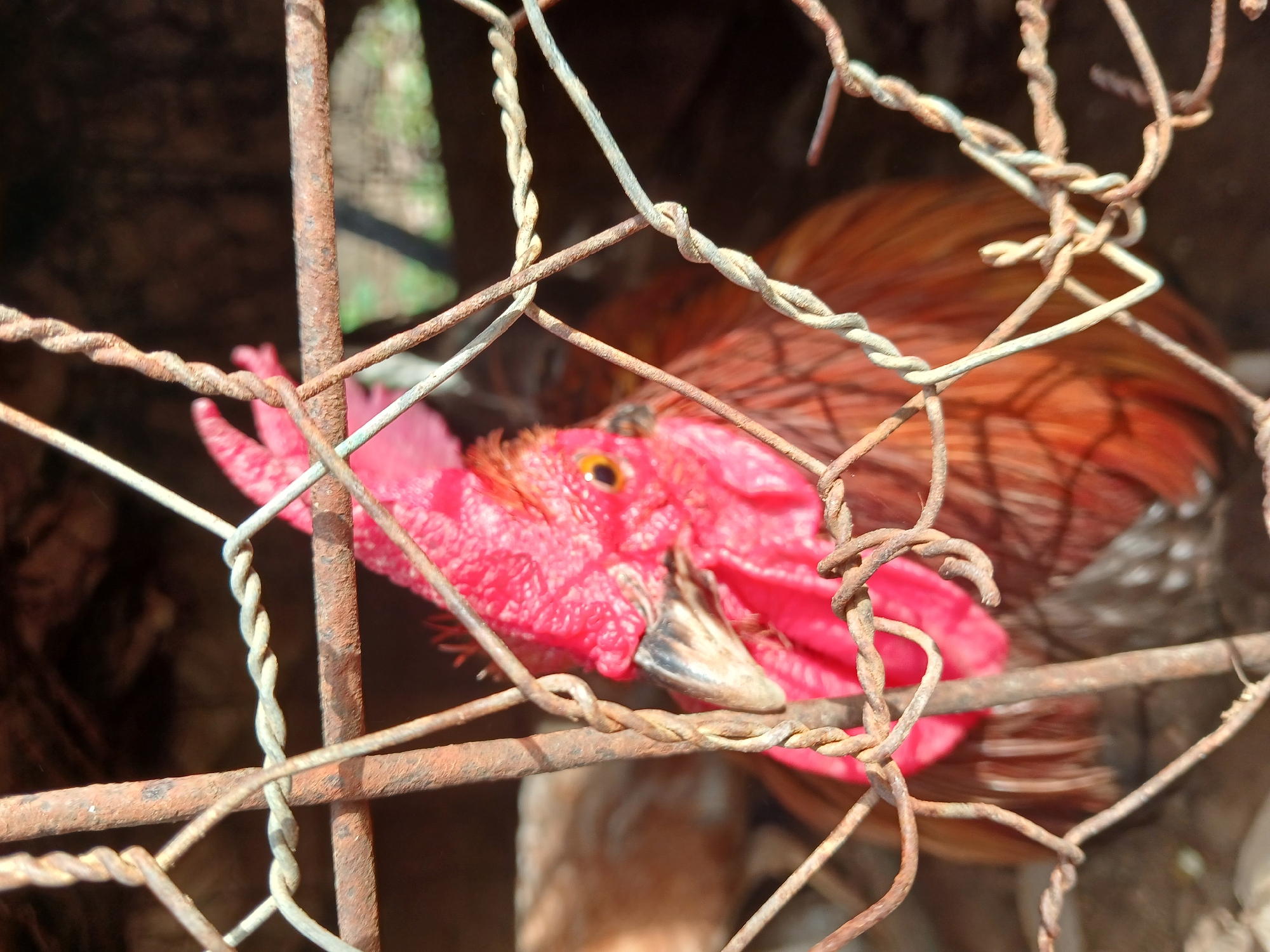 A close-up shot captures a rooster behind a rusty wire fence. The rooster's head, adorned with a bright red comb and wattle, is the focal point. Its eye is visible, a small, dark pupil within a yellow iris. The rooster's beak is partially open, revealing a textured, dark brown surface. Its vibrant red comb droops slightly, and the wattles hang loosely. The background is blurred, showing dark, earthy tones and some hints of green, suggesting an outdoor setting. The wire fence, constructed from twisted wires and thicker rusted bars, casts shadows and creates a textured foreground, obscuring parts of the rooster. The lighting suggests it is daytime, with sunlight illuminating the rooster's head and the fence. The scene conveys a sense of confinement for the rooster, which appears to be in a coop or enclosure. No text is visible in the image.