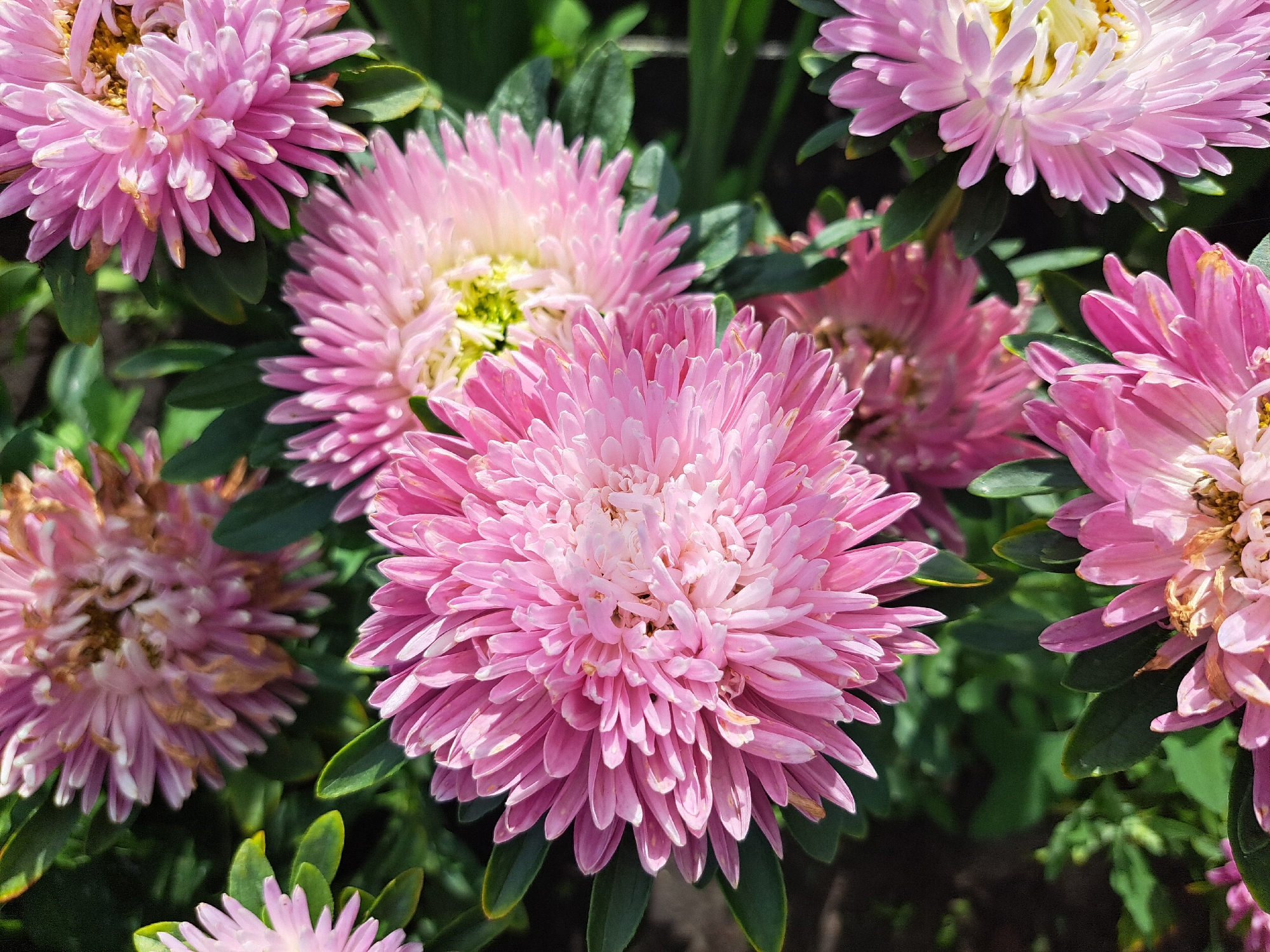 The image shows a close-up, overhead view of several pink asters in bloom, likely in a garden setting. The flowers are predominantly a vibrant pink, with some lighter pink and white petals towards the center. The background consists of dark green foliage and some blurred dark areas that could be soil or shadows. The lighting suggests it is daytime, with the sun casting some highlights on the petals. There are no people or animals visible in the image. The scene appears to be a natural or cultivated outdoor environment. The location in Chernsk, Russia is not visually ascertainable from the image itself.