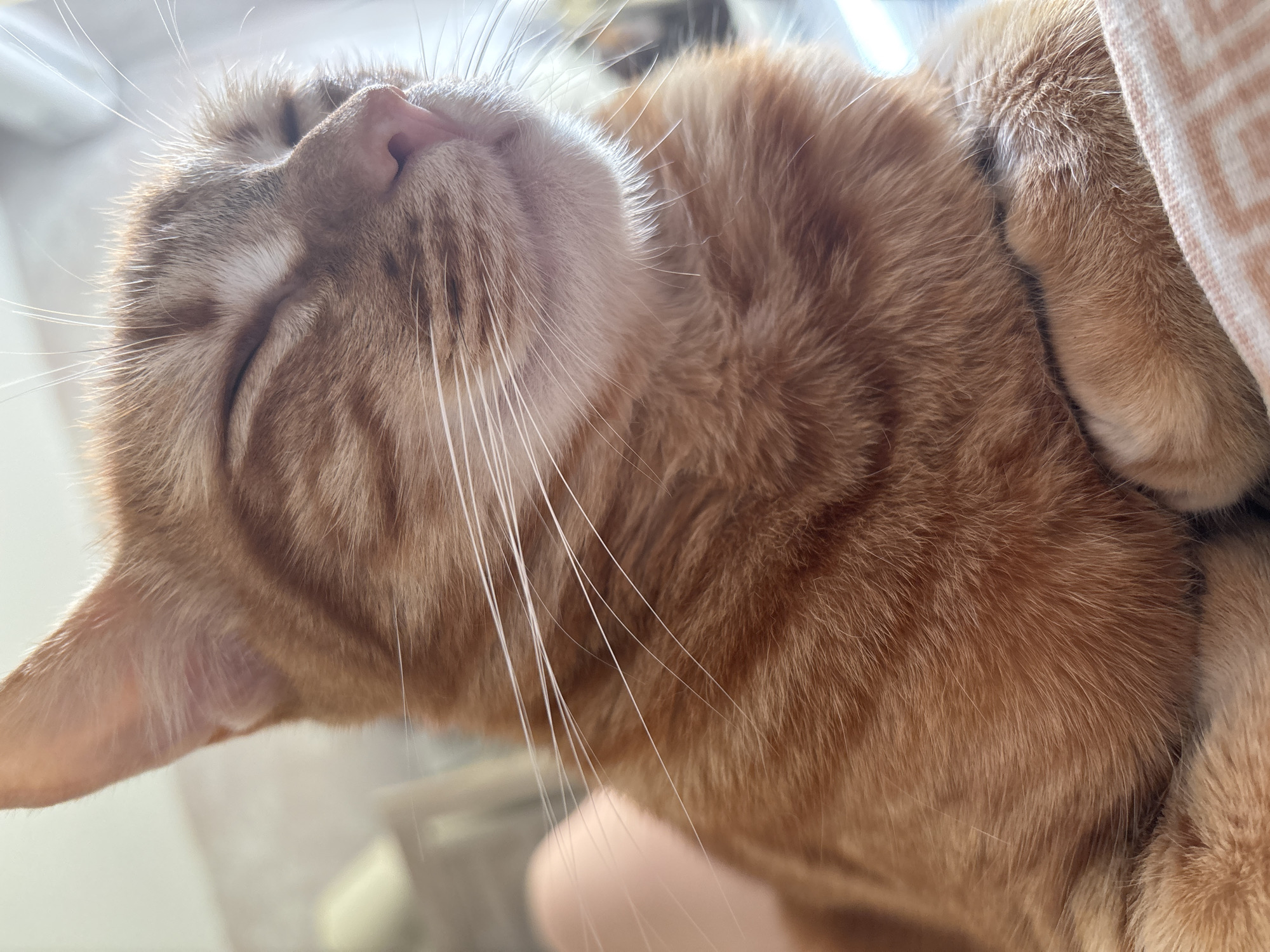 A close-up, eye-level, medium shot captures an orange tabby cat with its eyes closed, resting with its paws tucked in. The cat's fur is a vibrant orange with darker stripes. Its whiskers are long and white, fanning out from its muzzle. The background is softly blurred, with hints of light and possibly a window or bright surface. The image appears to be taken indoors, possibly in a home environment in Natukhayevskaya, Russia, as suggested by contextual information. There are no people or other animals visible in the frame.