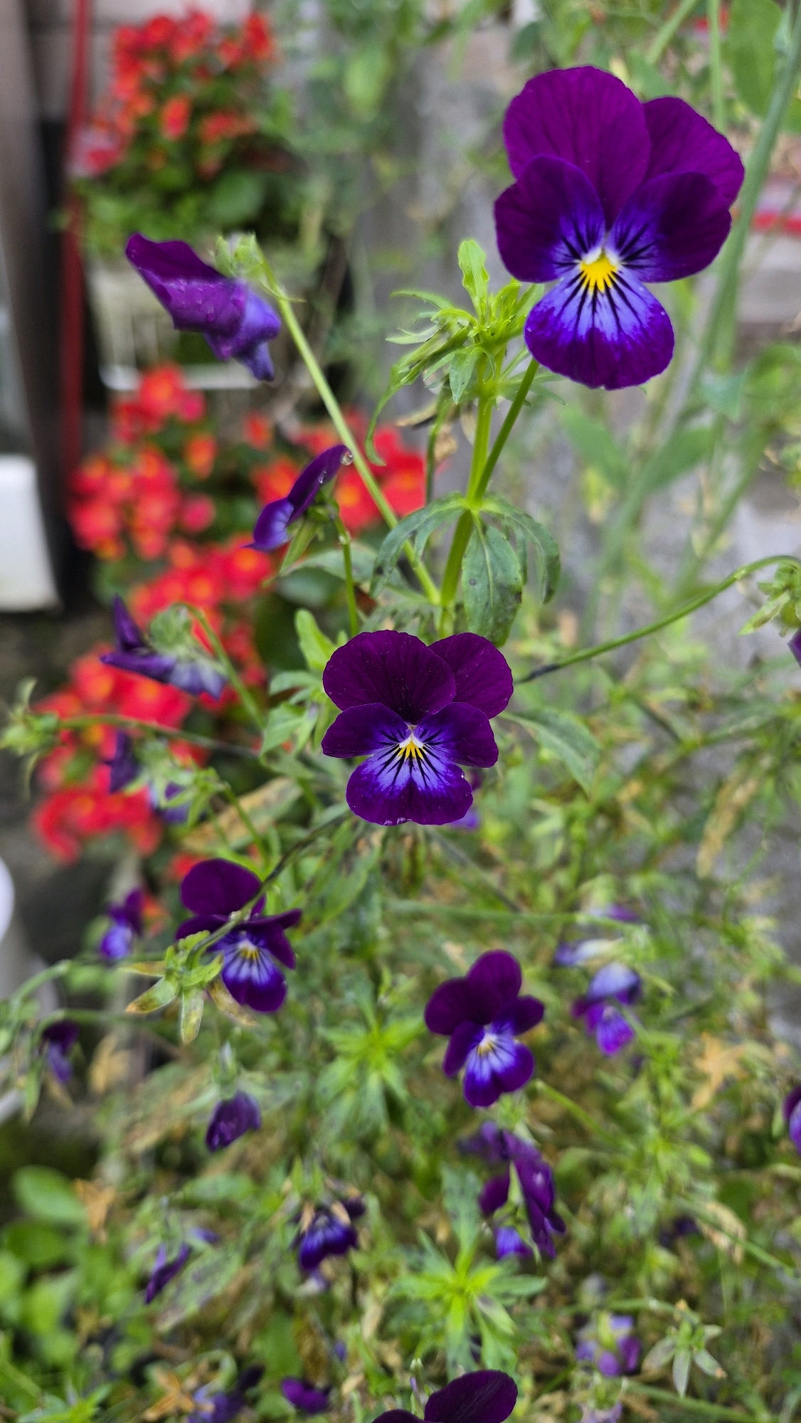 The image depicts a close-up view of purple pansies in bloom, with some red flowers visible in the blurred background. The pansies are the primary subject, with their delicate petals and intricate yellow and purple markings in the center. Green foliage and stems surround the flowers. The background suggests an outdoor setting, potentially a garden or a planter, with a grey wall or surface faintly visible on the right. The lighting appears natural, highlighting the vibrancy of the flowers. No people or specific landmarks of Ļūbaste 0001, Latvia are identifiable in the image.