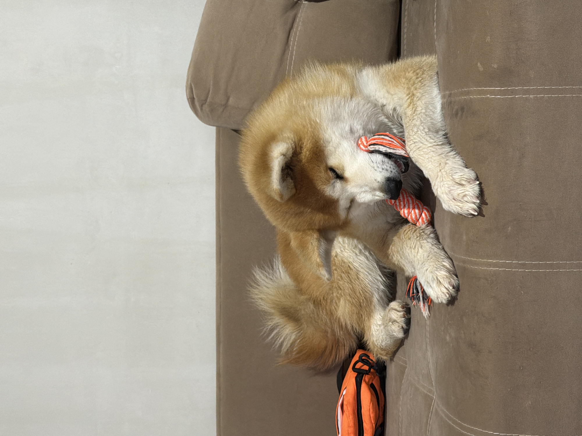 A tan and white Akita puppy is lying on a brown suede-like couch. The puppy is gnawing on a red and white striped rope toy, with an orange and black backpack nearby on the couch. The background shows a light gray wall. This image was likely taken in an indoor environment, potentially a home, in Chaikovsky, Russia.