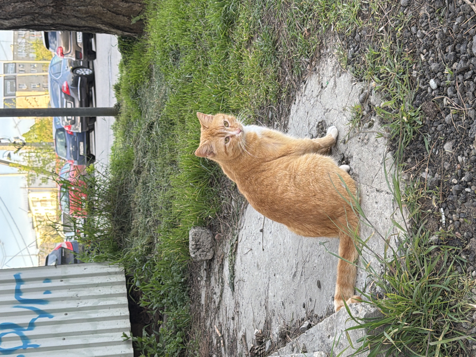 The image captures a relaxed ginger cat with white markings, situated on a concrete path during the daytime in Beryozovy, Russia. The cat is the central subject, lying on its side with its body mostly facing right and its head turned towards the viewer. It possesses distinctive green-amber eyes, long white whiskers, and patches of white fur on its chest and paws.
The immediate setting around the cat includes a concrete pathway on which it rests, transitioning into a grassy and gravelly area to its right and behind it. In the background, a street or parking area is visible, lined with several parked cars in dark hues such as blue, black, and gray. Reflections of multi-story buildings can be seen in the car windows, suggesting an urban or suburban environment. A substantial tree trunk partially frames the upper left portion of the image. In the bottom-left corner, a corrugated metal fence or wall features some indistinct blue graffiti. The bright, even lighting indicates it is daytime. A discarded cigarette butt is visible on the gravelly ground near the grass.