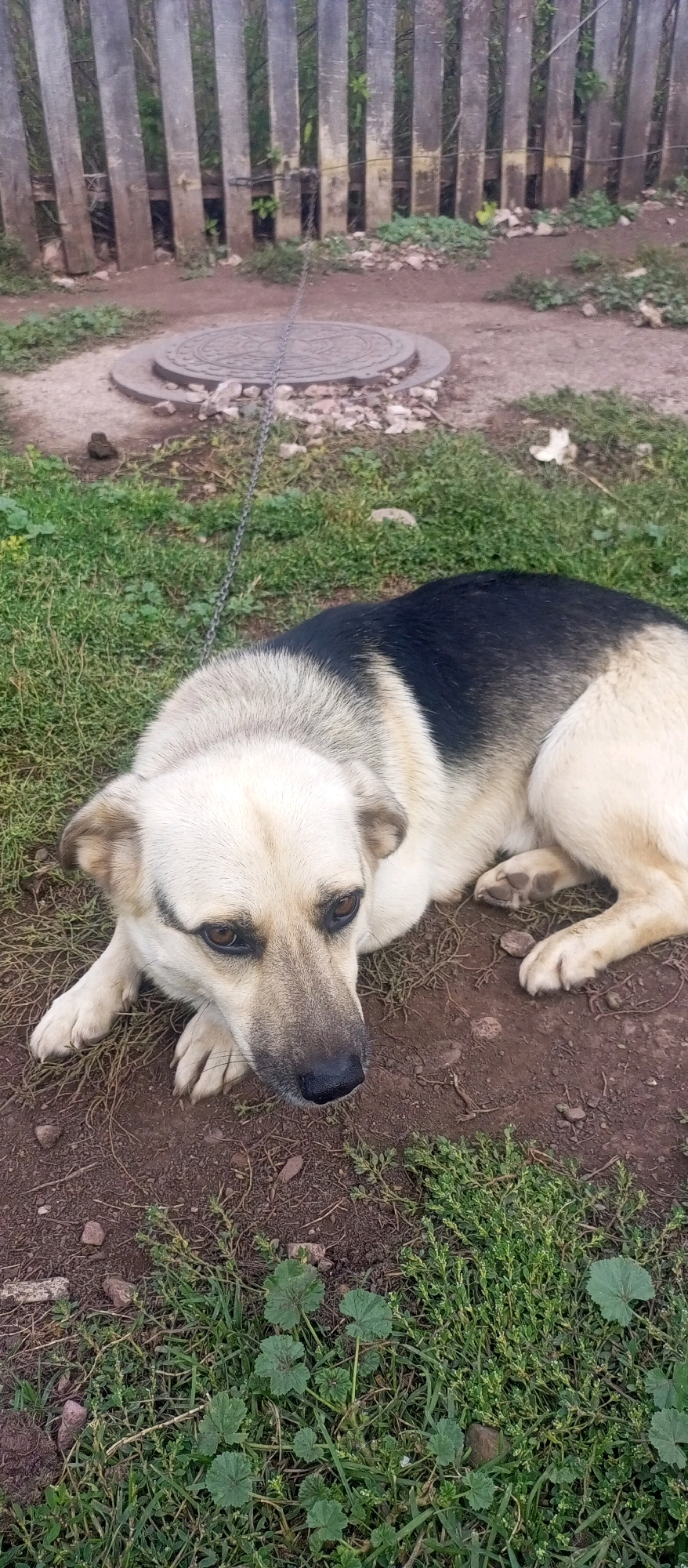 A medium-sized dog with tan and black fur lies on the ground. The dog is looking towards the camera with its head resting on its paws. The background features a wooden fence and a manhole cover. The ground is covered in grass and dirt. There is no indication of the location being in the city of Салихово, Russia.